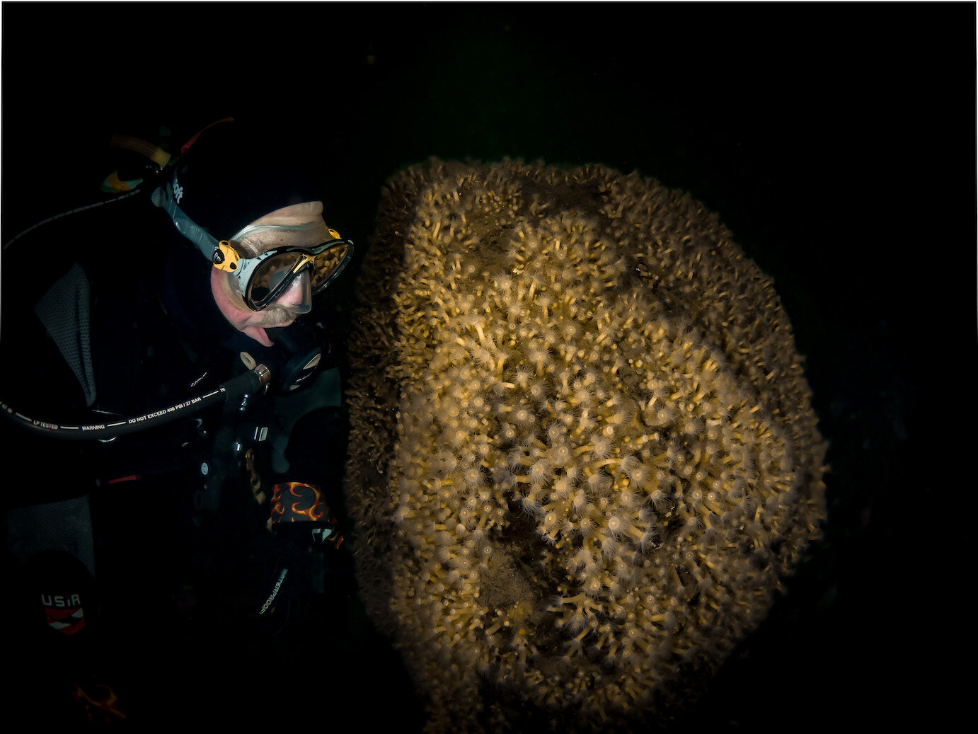 Diver with Yellow Zoo Anthid by Laura Tesler