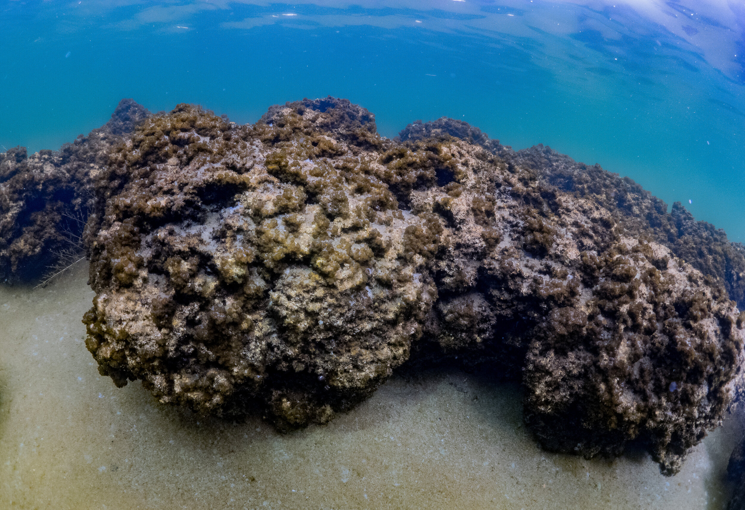 Stromalites in Borax Lake