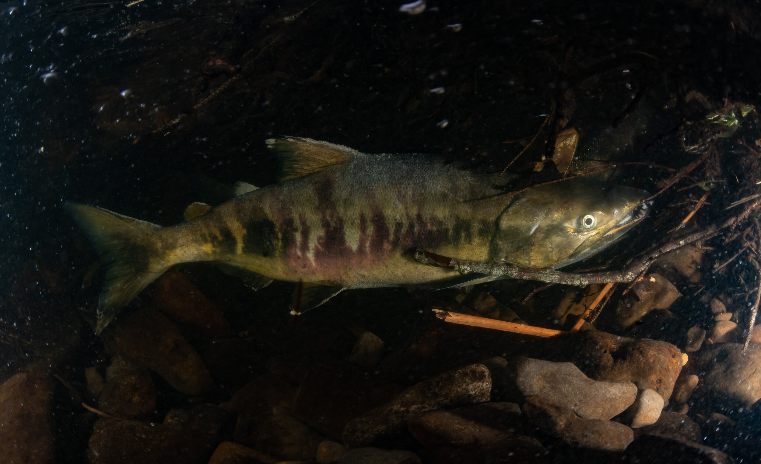Chum salmon by Laura Tesler
