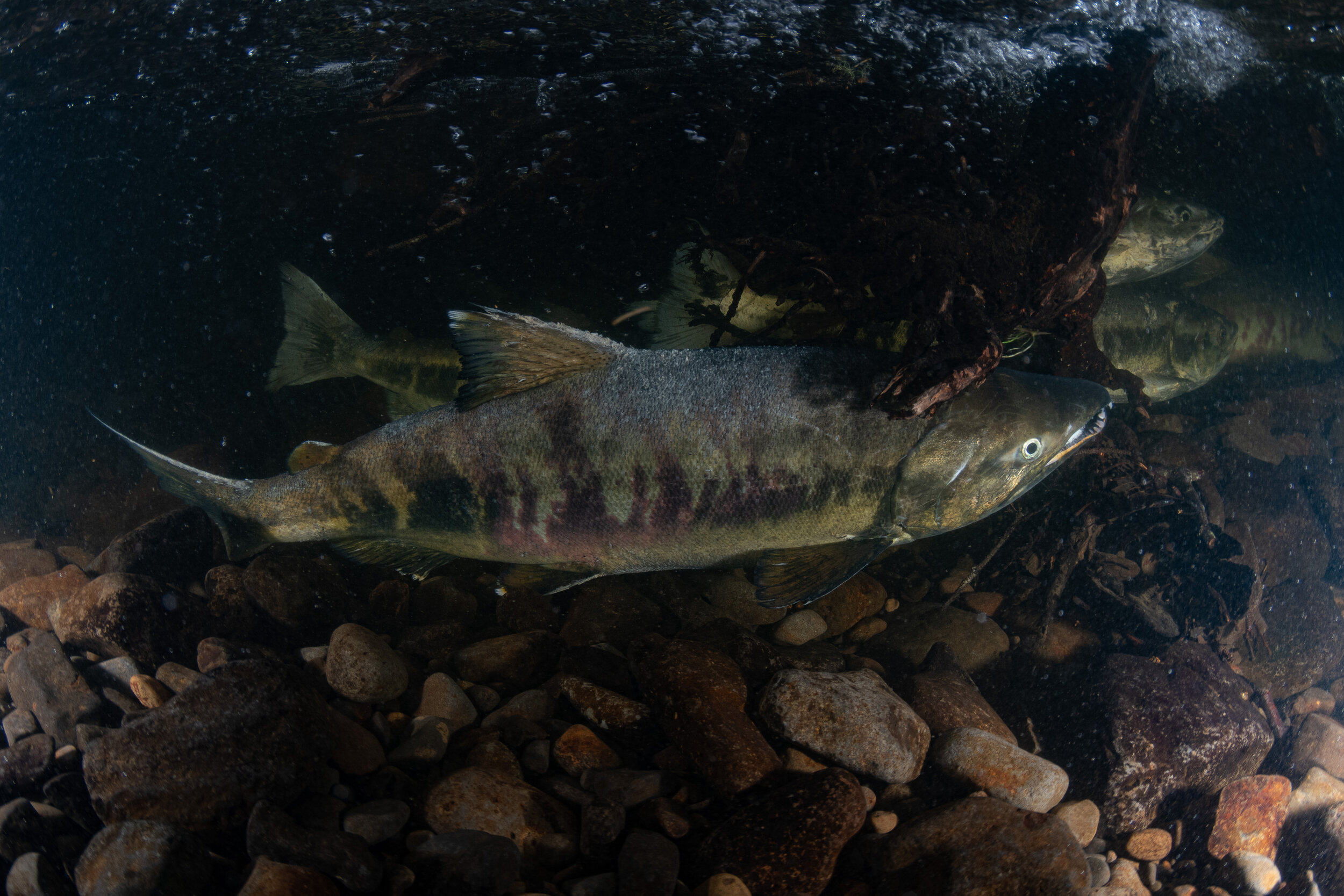 Chum salmon by Laura Tesler