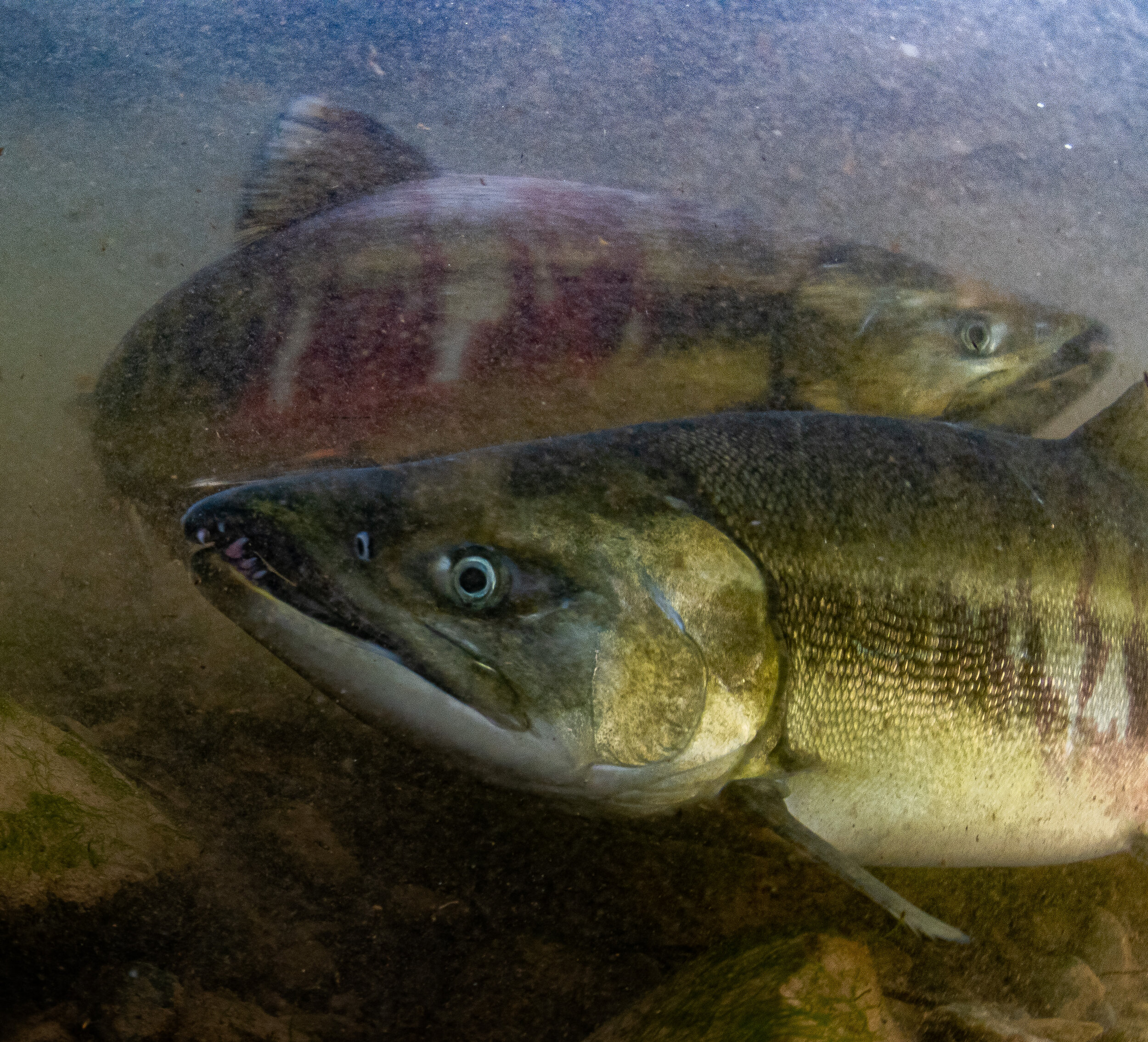 Chum salmon