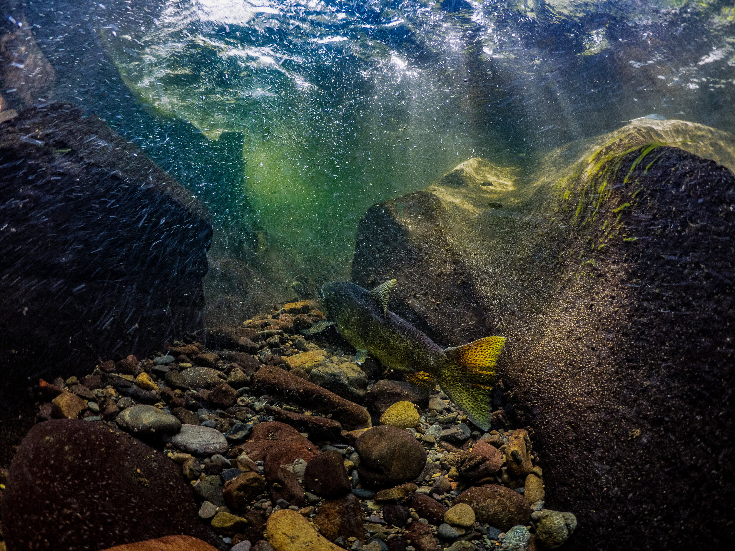 Salmon waiting to swim upriver by Laura Tesler