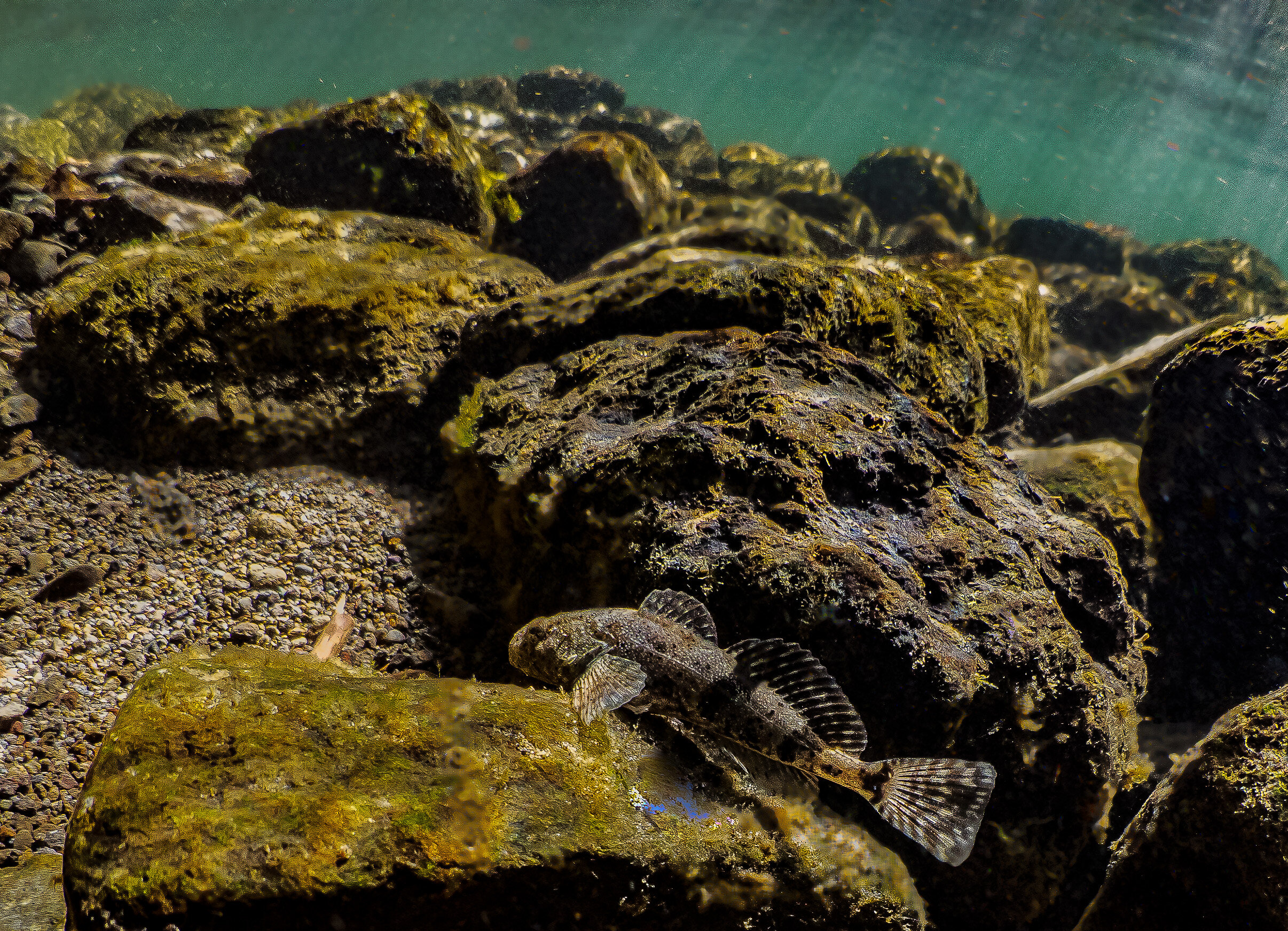 Sculpin by Laura Tesler