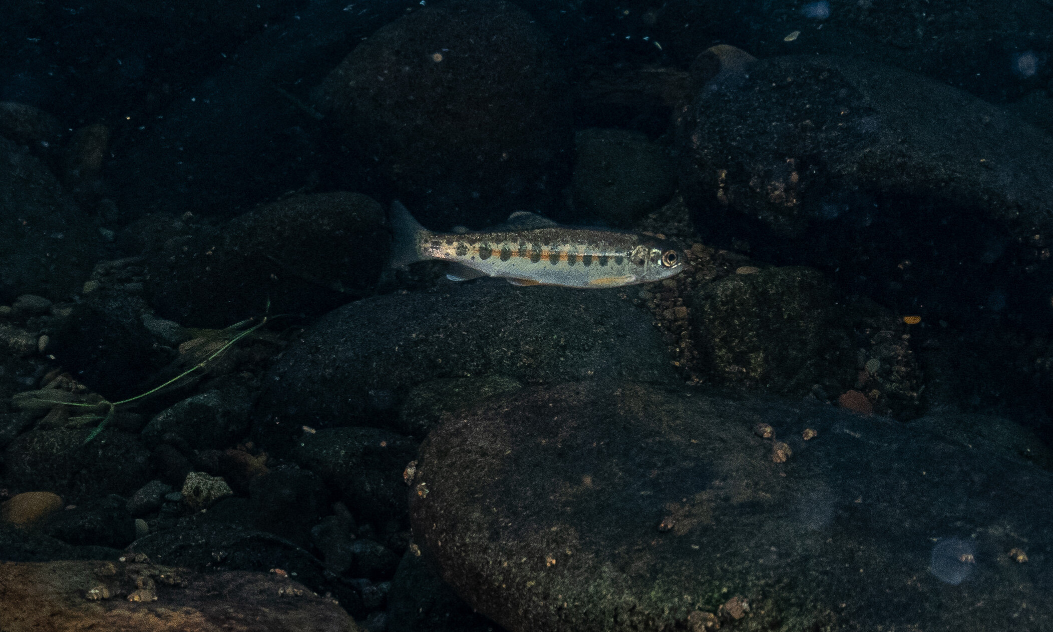 Steehead smolt by Laura Tesler
