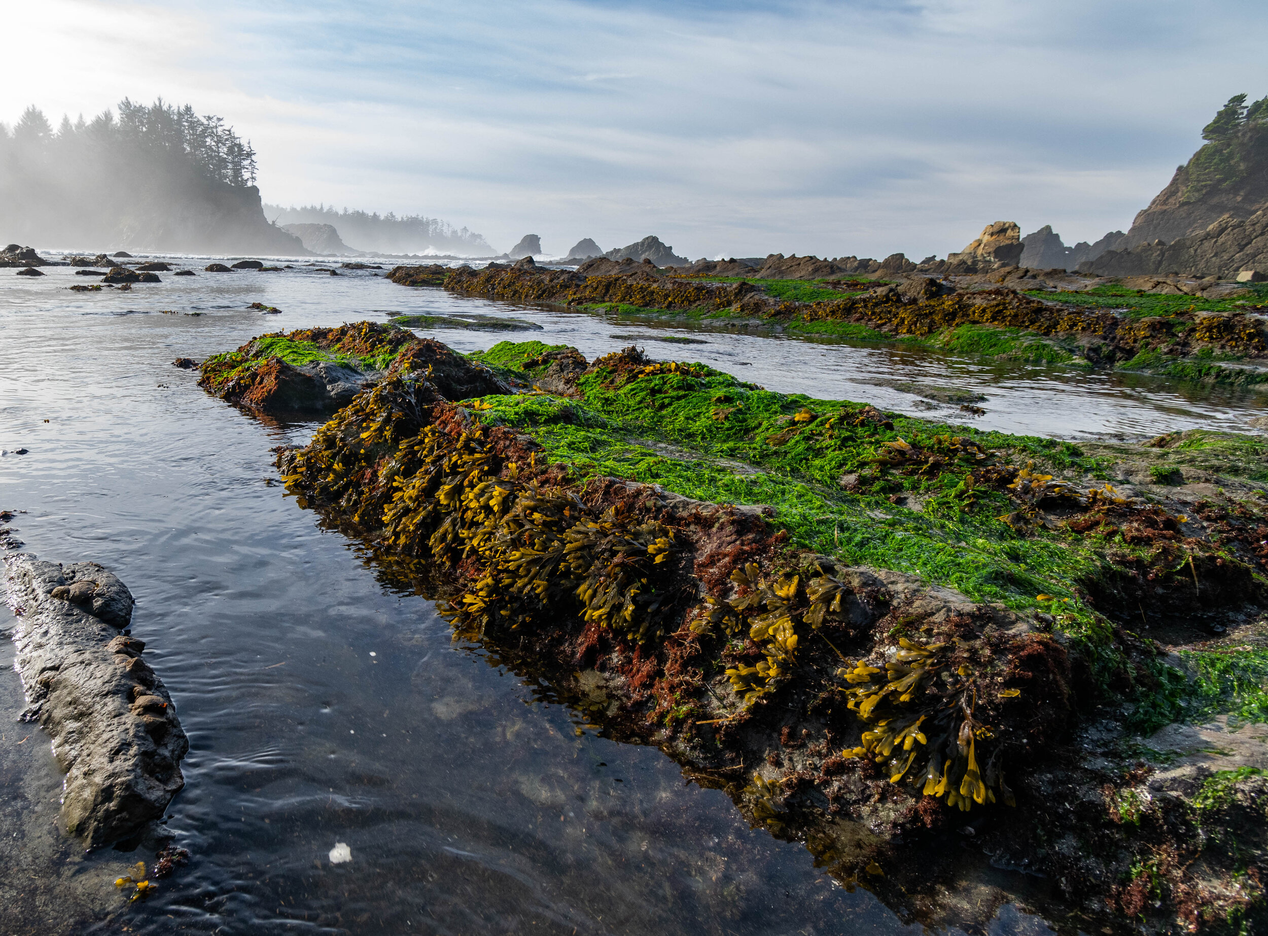 Rocky Intertidal Zones
