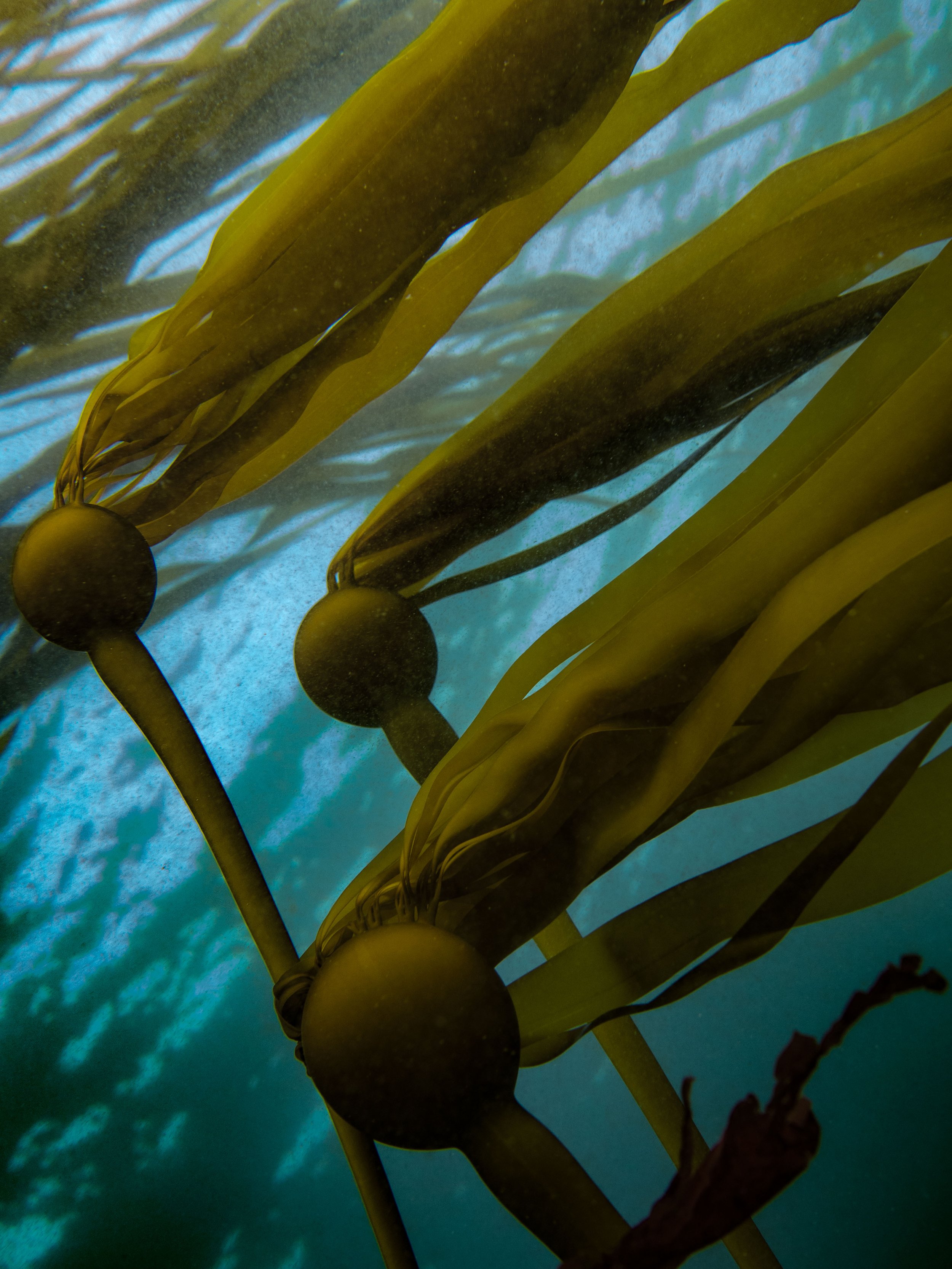 kelp-3.jpg
