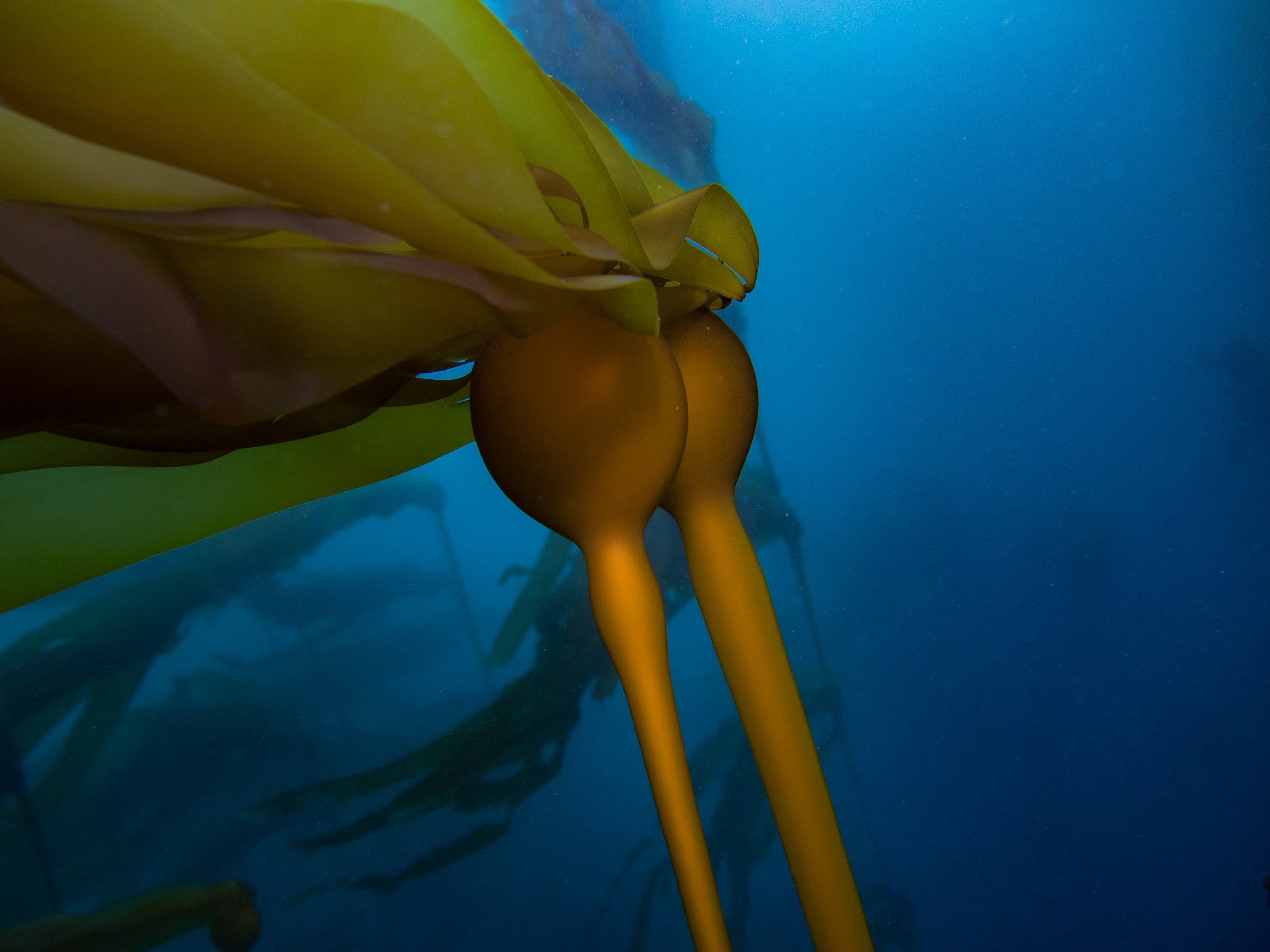 kelp-2.jpg