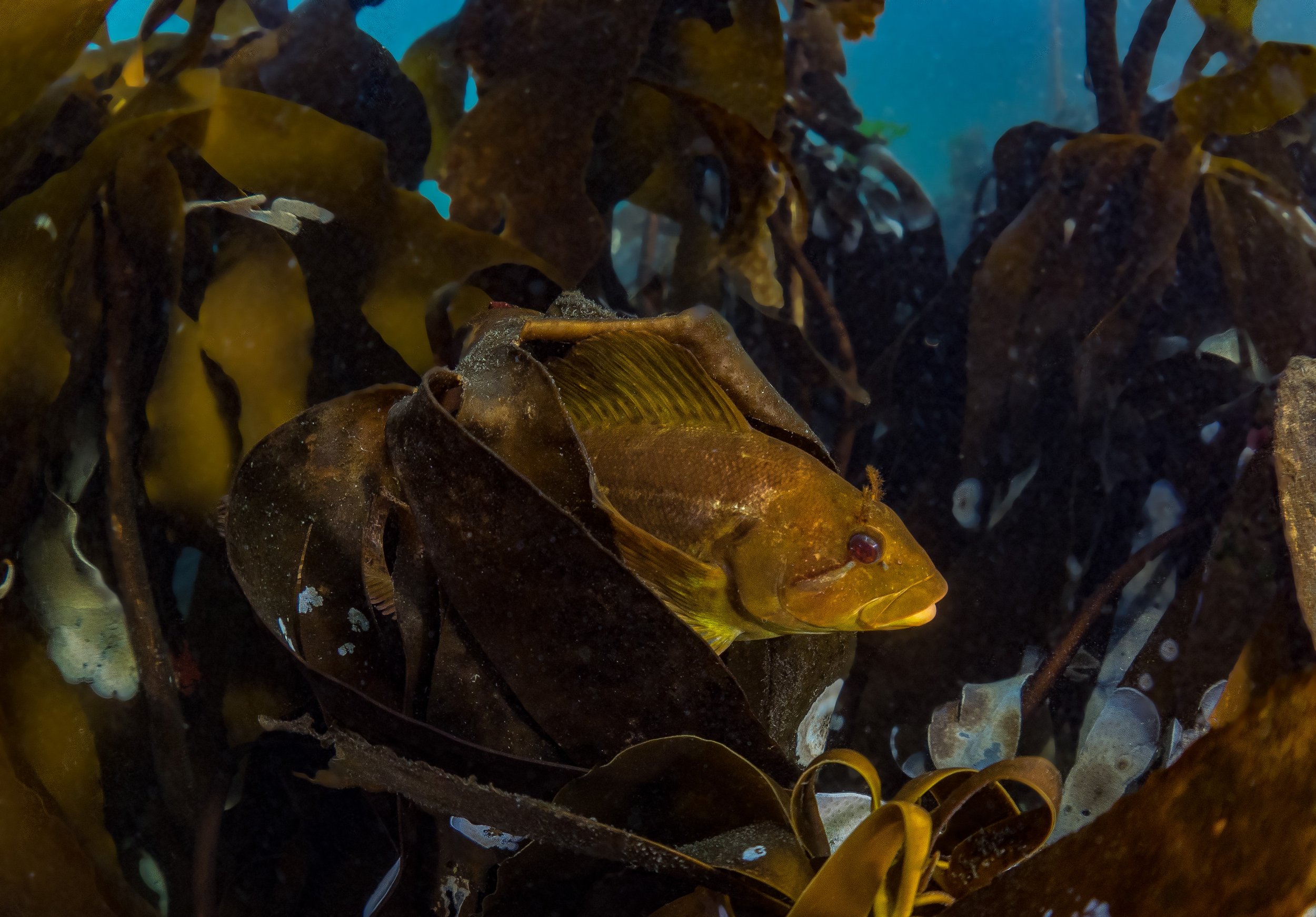 kelp-4.jpg