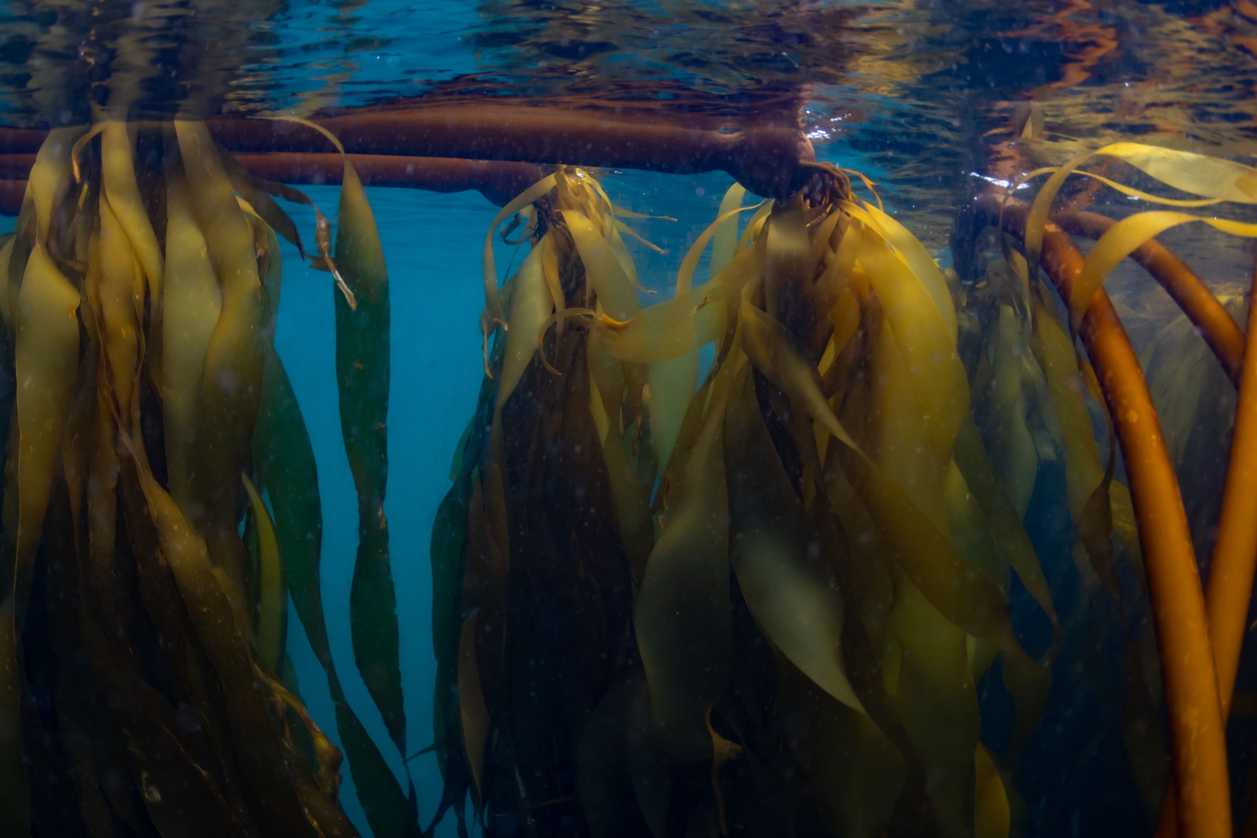 kelp-8.jpg