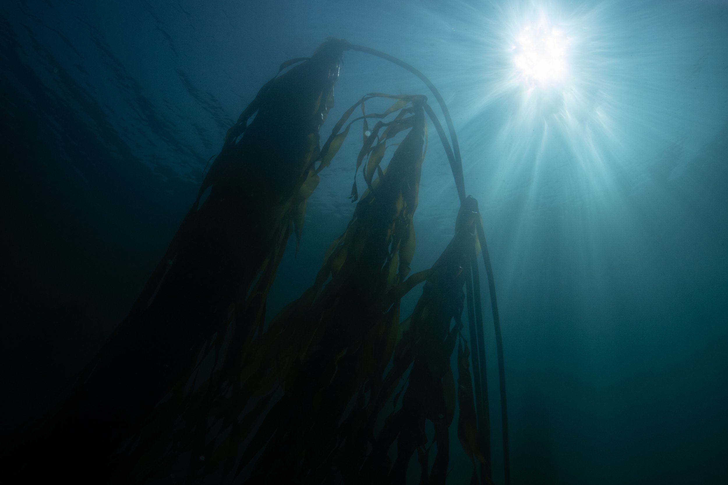 kelp-9.jpg