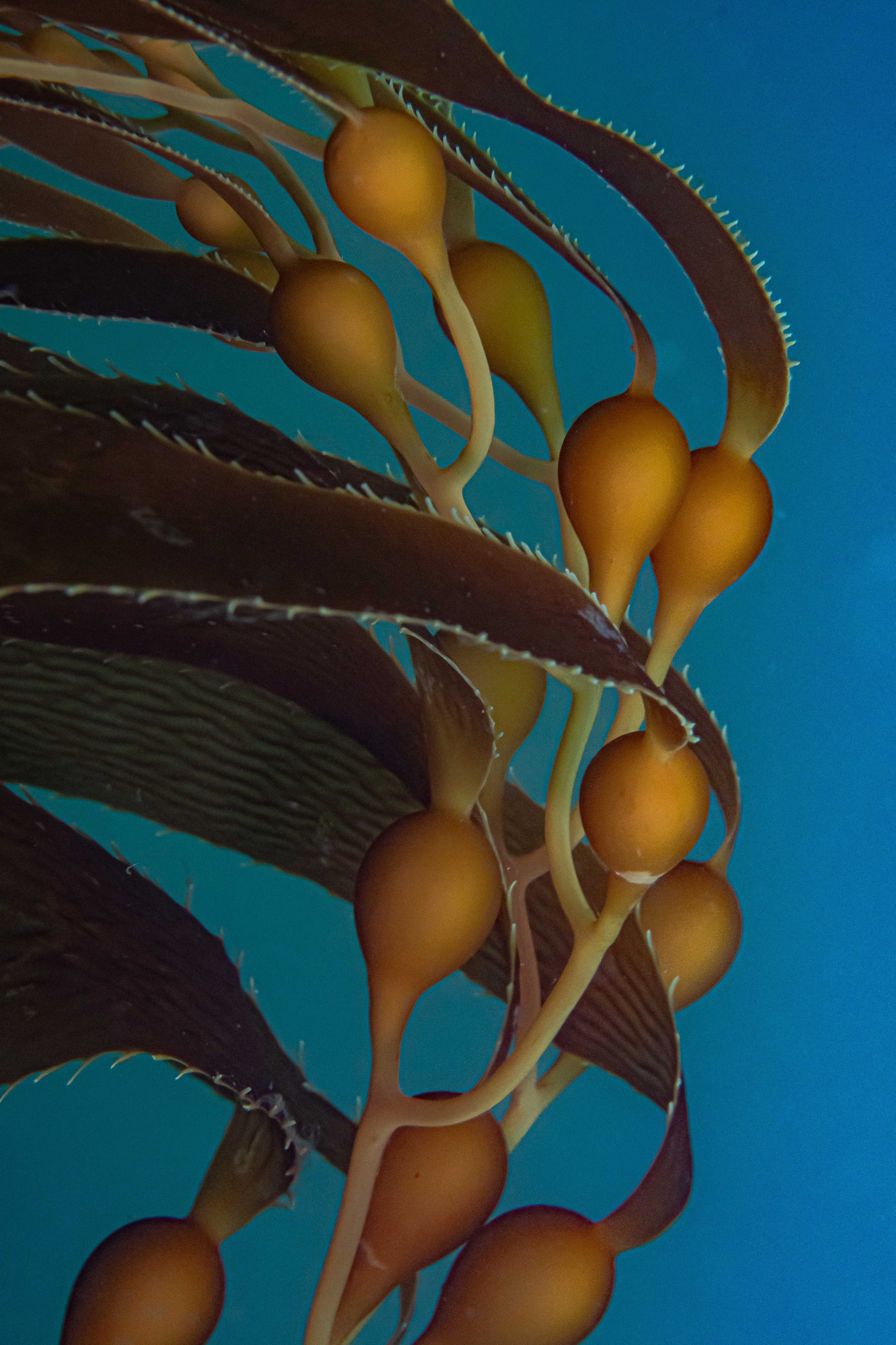 kelp-11.jpg
