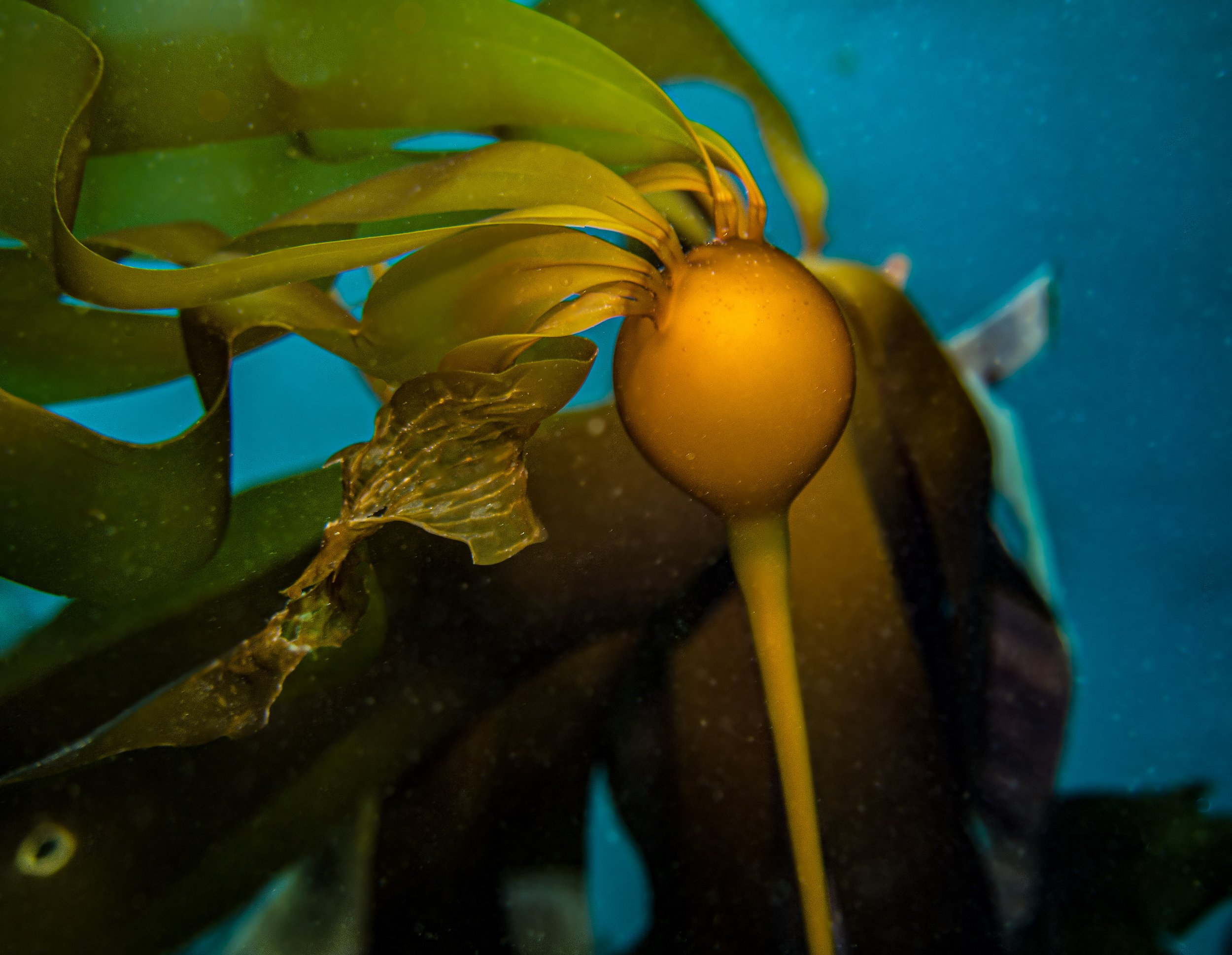 kelp-1.jpg