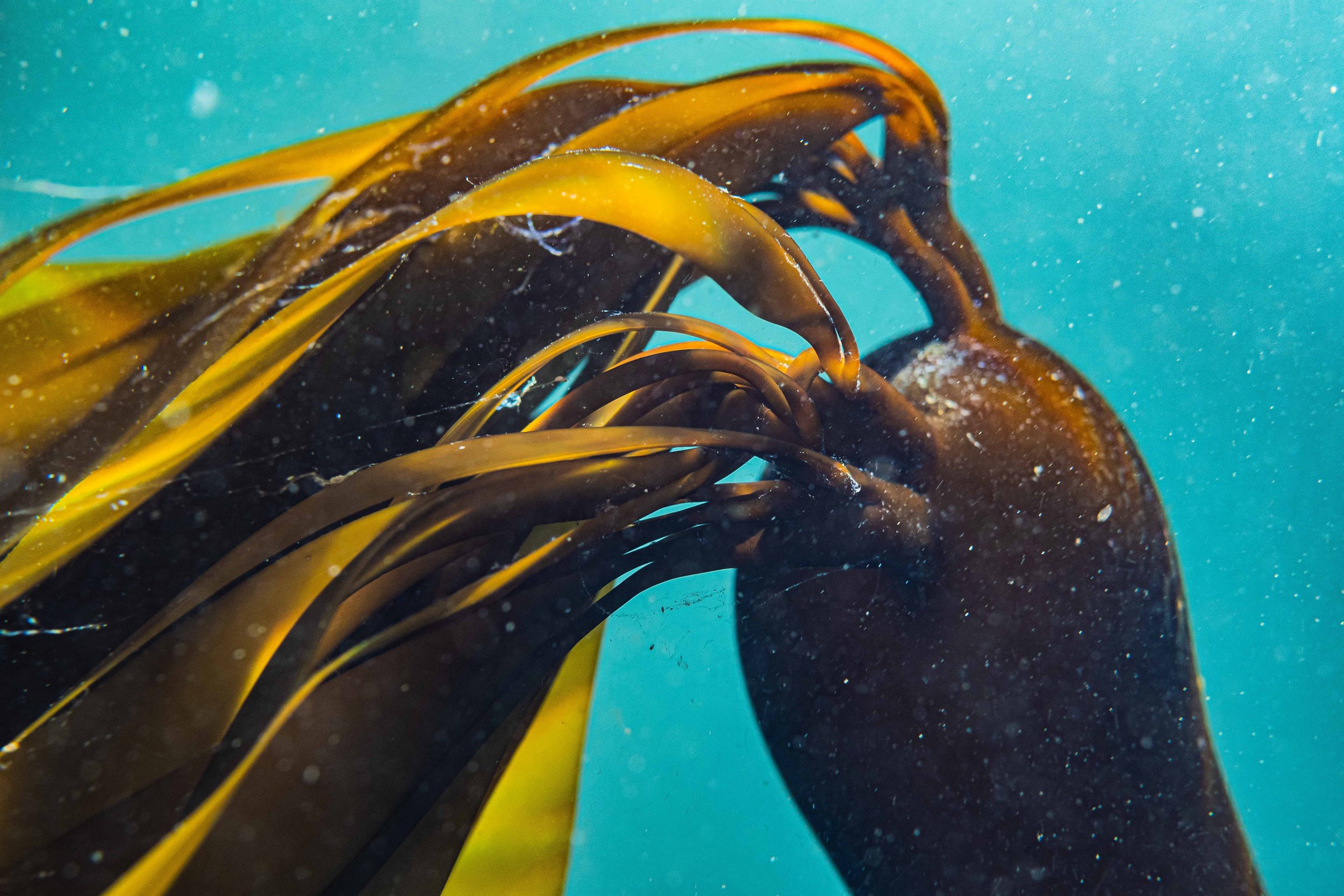 kelp-1.jpg
