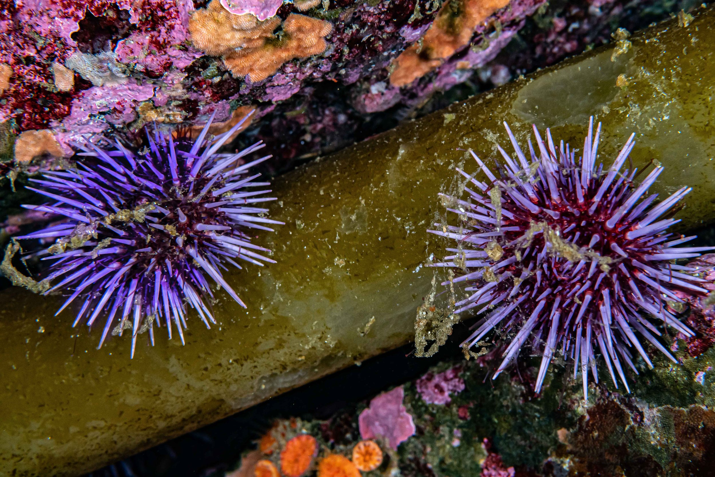 Purple urchin.jpg
