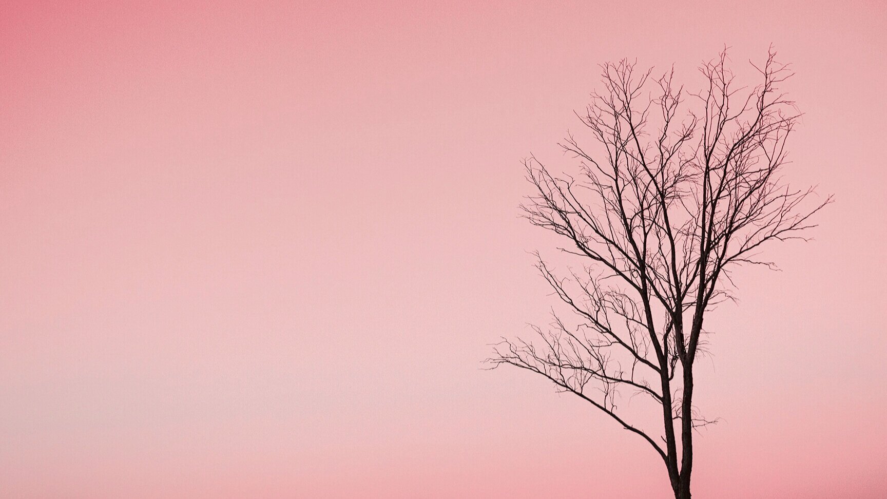 Photo of a tree against a pink sky. 