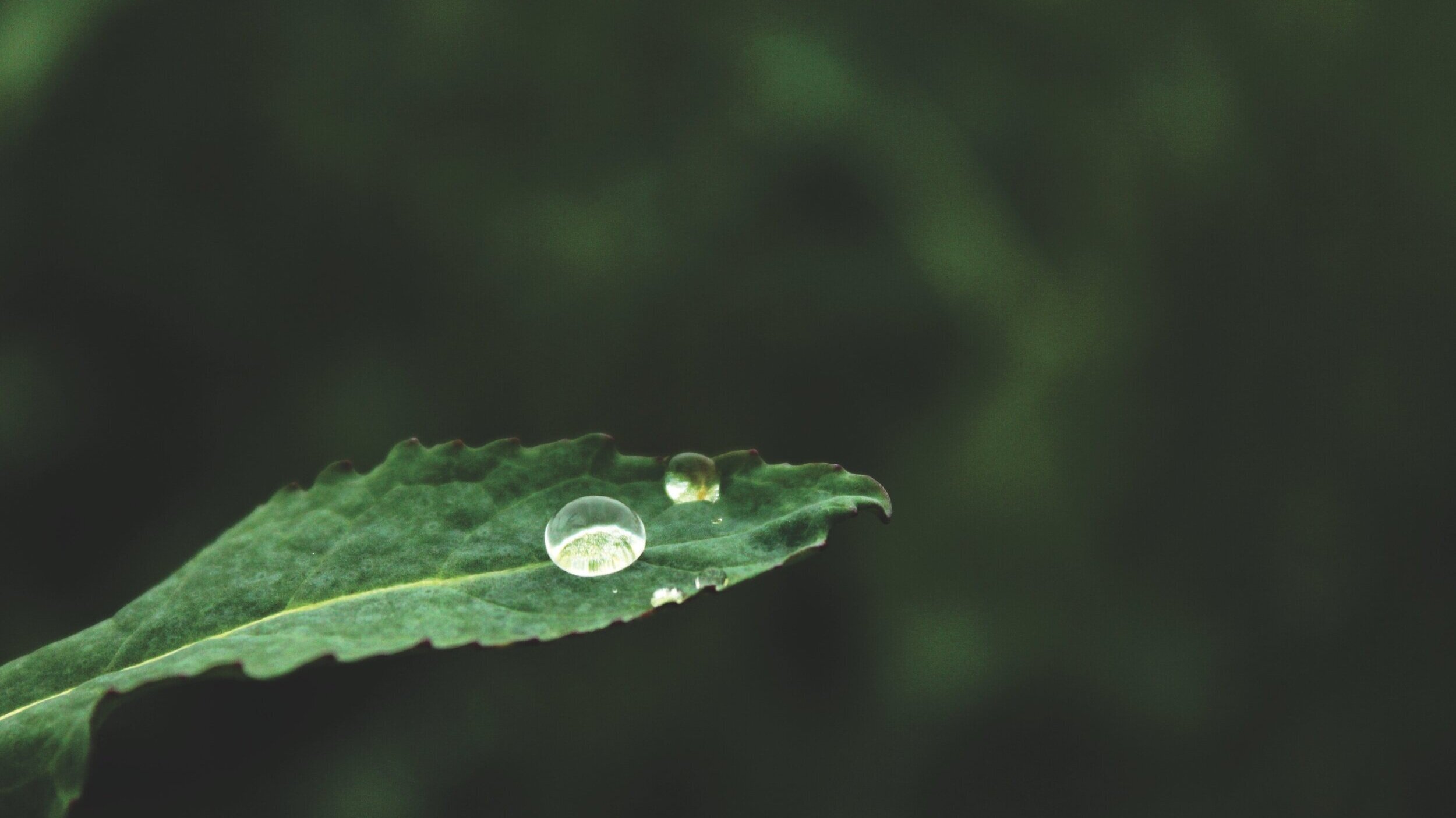  Photo of water drops on a leaf. 