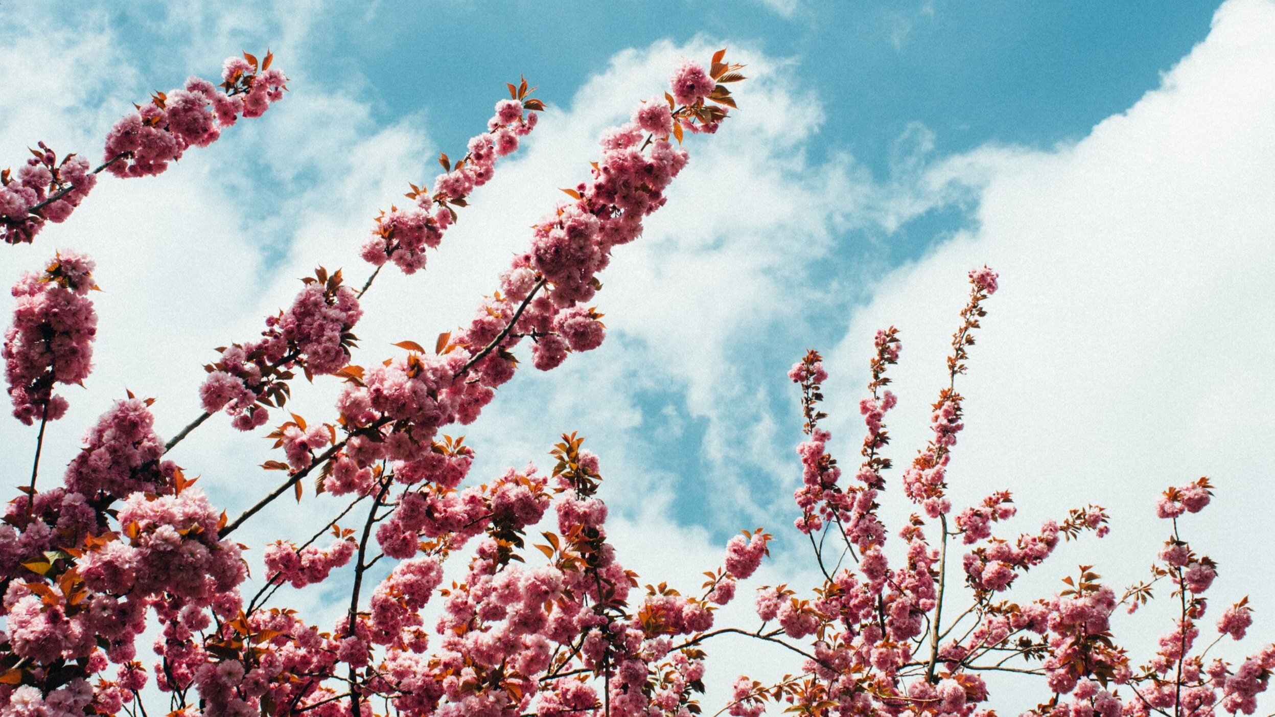  Photo of pink tree blossoms against a blue sky with clouds. 