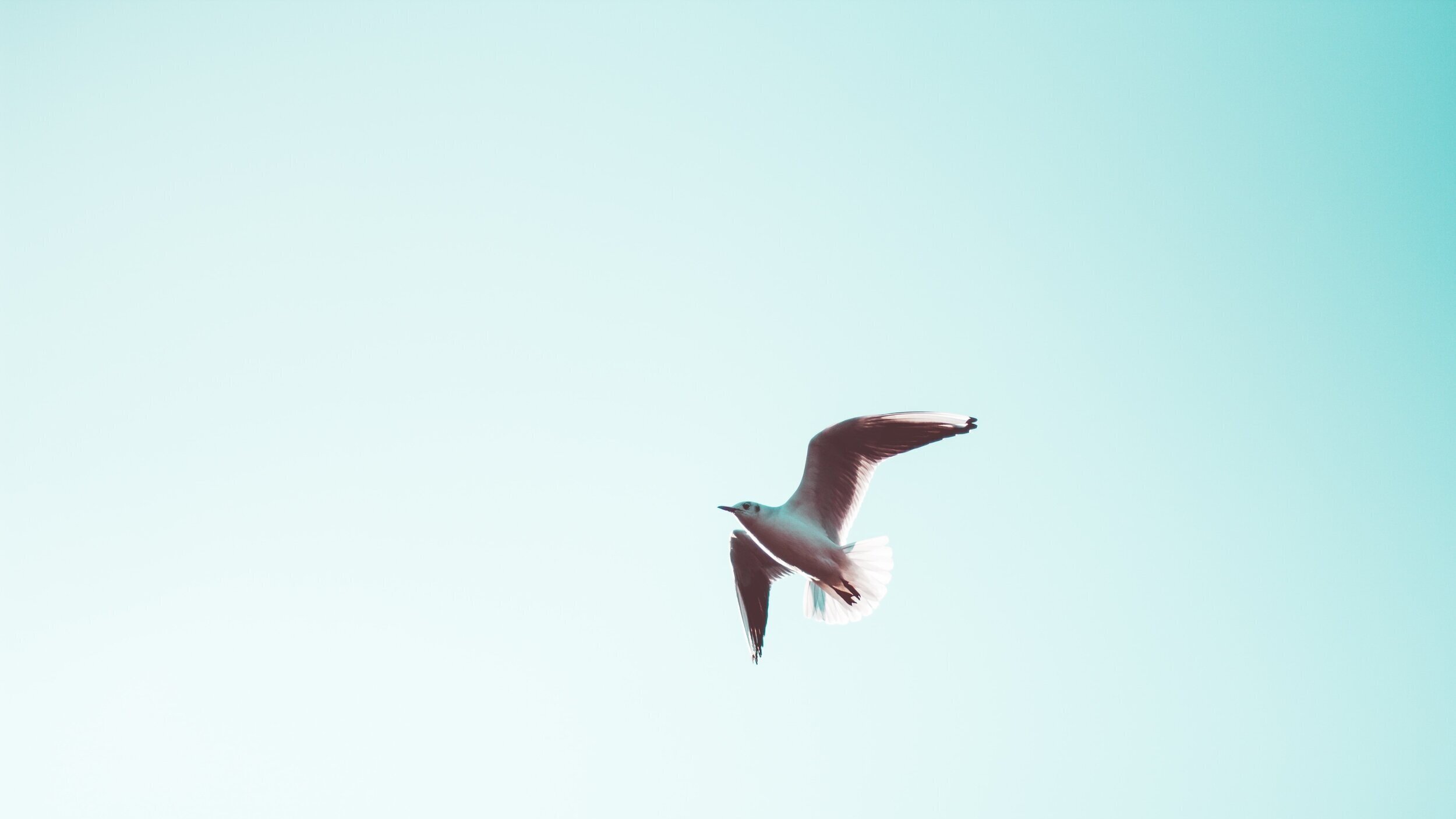  Photo of a seagull flying in the sky. 