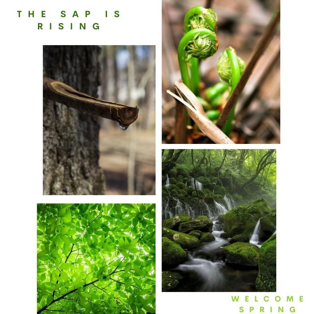 Spring has sprung! The sap is rising. Sprouts are unfurling. In Maine, fiddlehead season is around the corner. There is an incredible amount of upward and outward momentum in the spring as signs of life, growth and birth burst forth and inundate our 