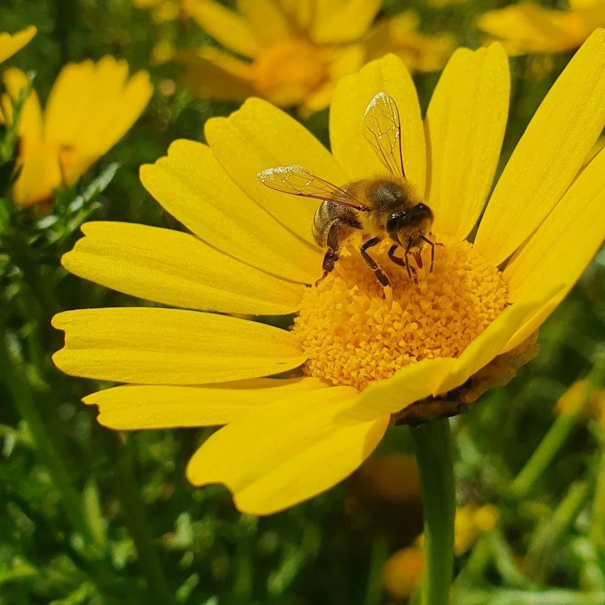 bee removal service arizona