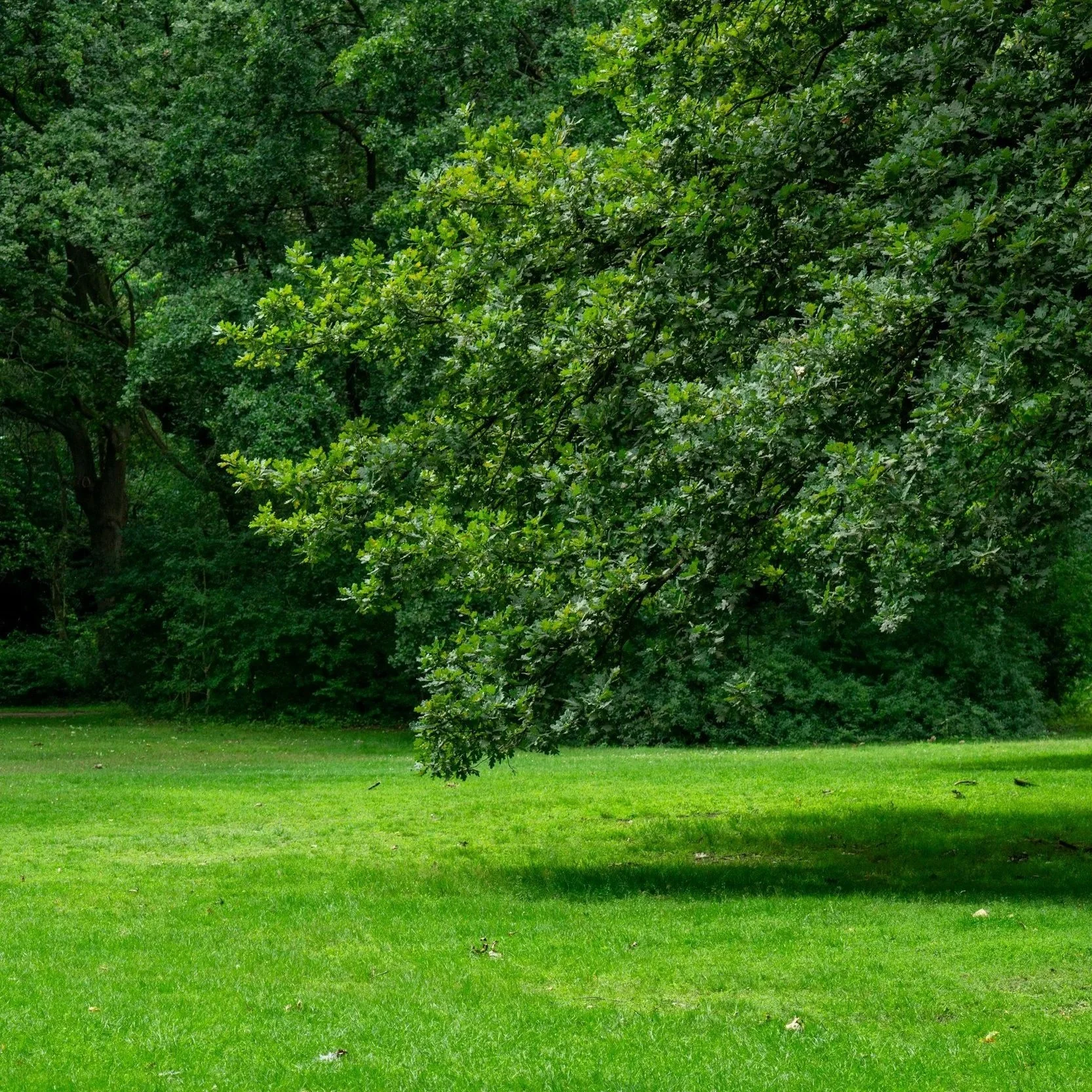 Weed Control That Keeps Lawns Looking Legit