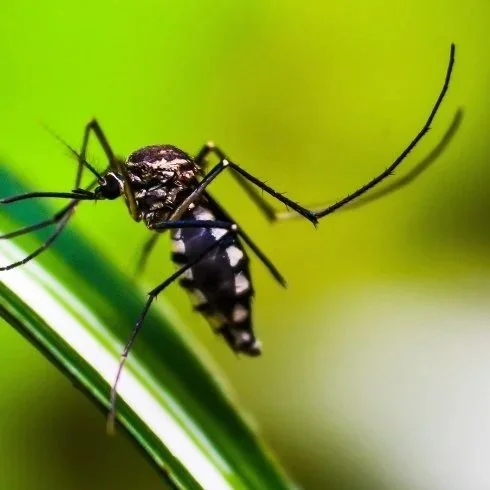 mosquito treatment arizona