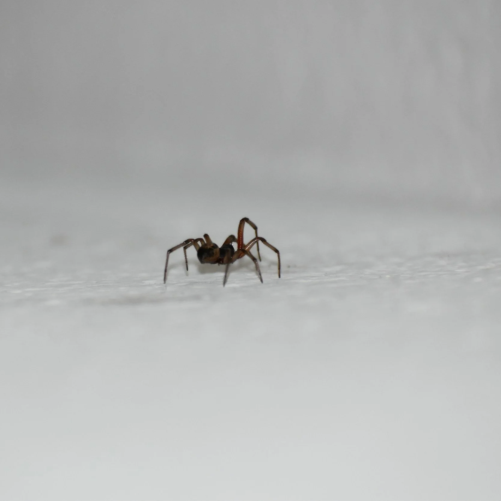 Taking Spiders Out of the Picture and the Corners