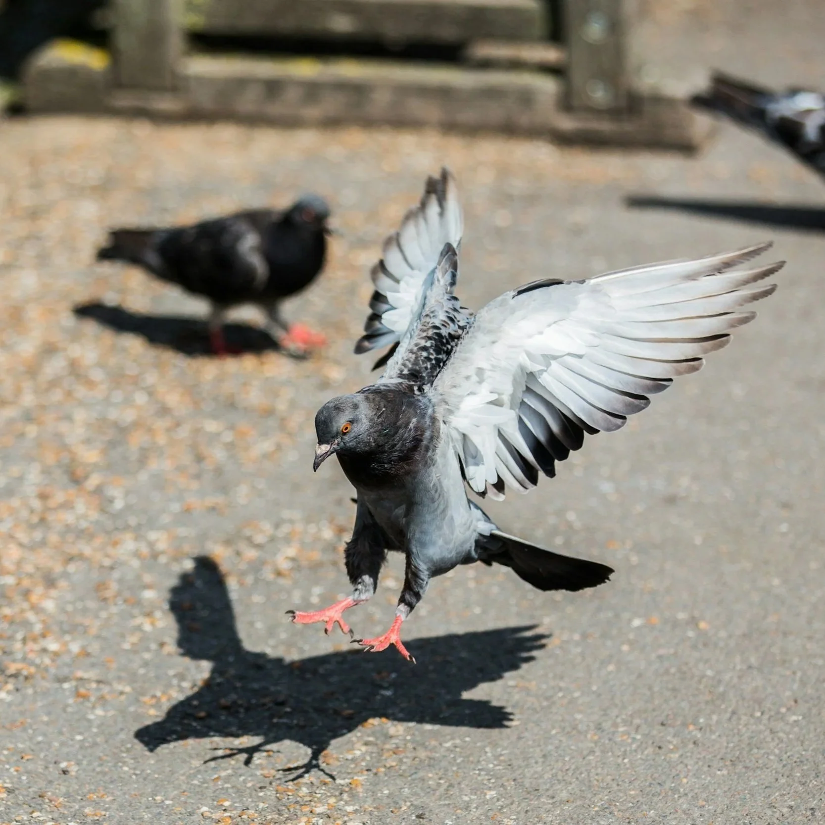 When Pigeon Control Becomes a Property-Wide Health Issue