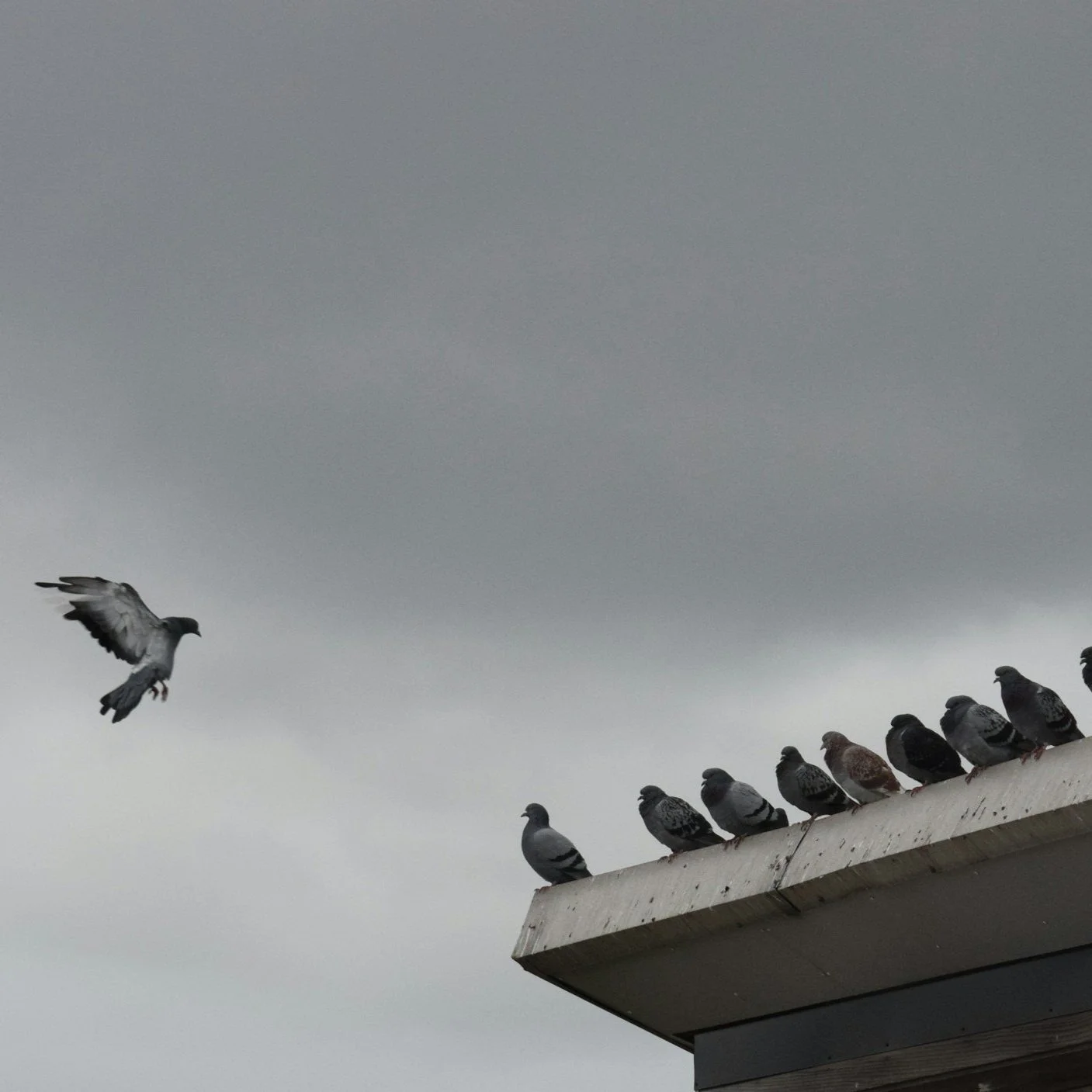 Pigeon Control That Keeps Rooftops Clean and Clear
