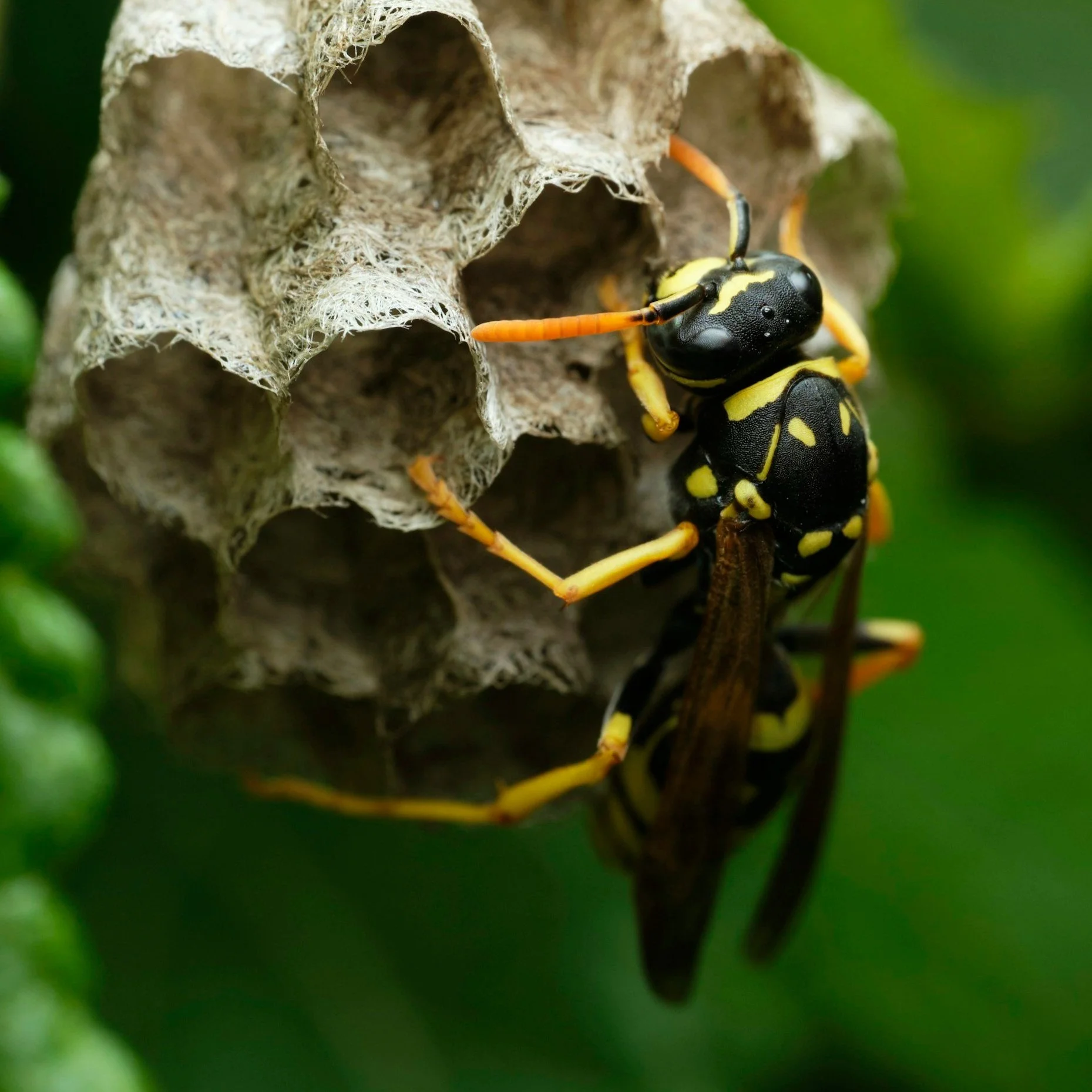Wasp Removal That Doesn’t Stir Up Trouble