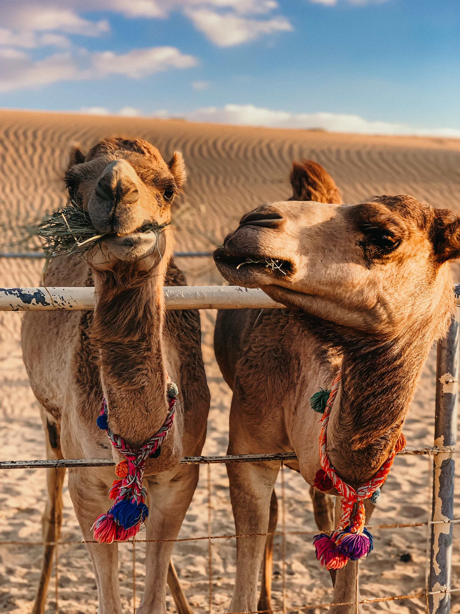 2.28.20 // Just a Couple of Best Friends.