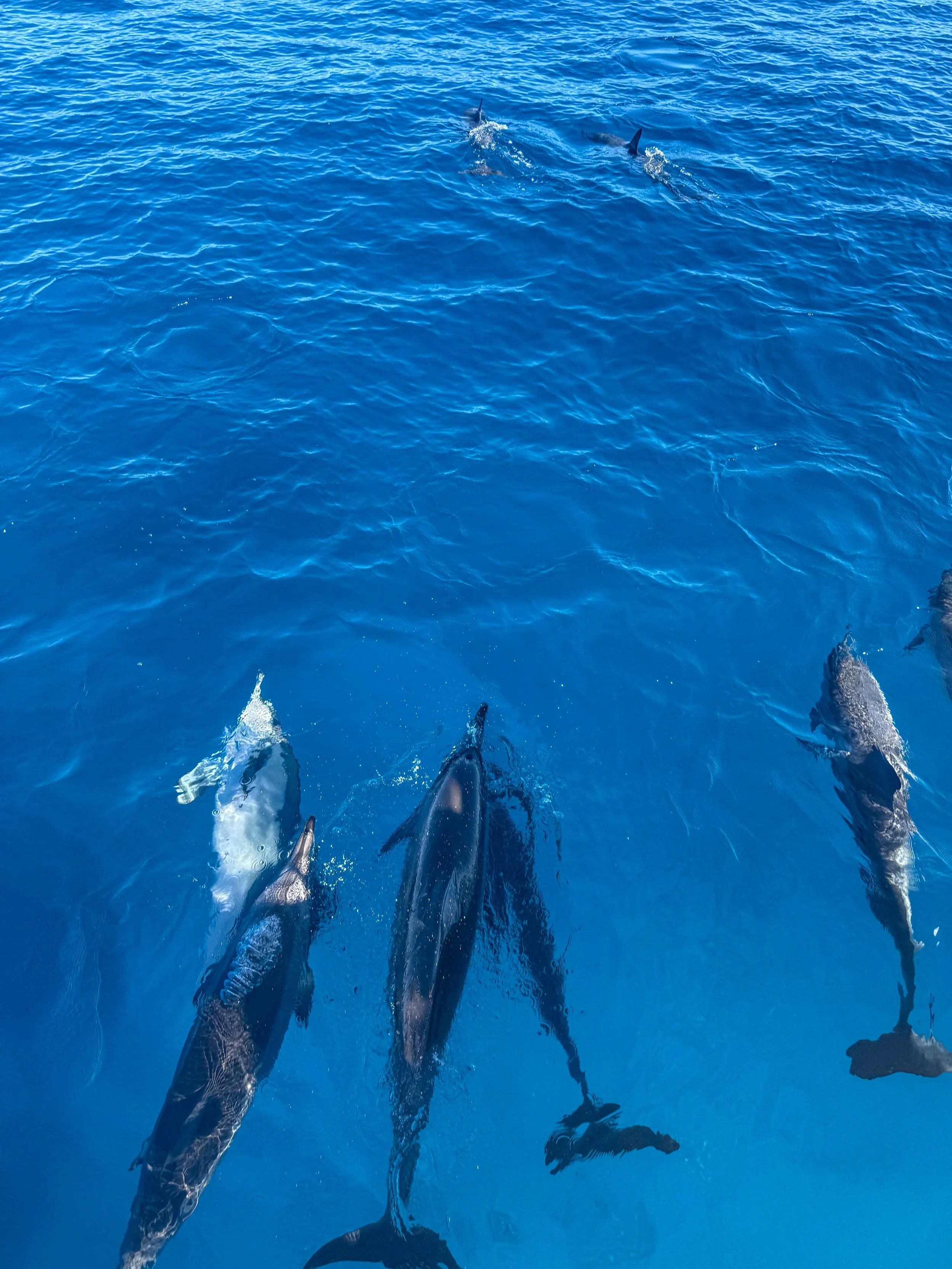 8.27.25 // Hawaii Part IV