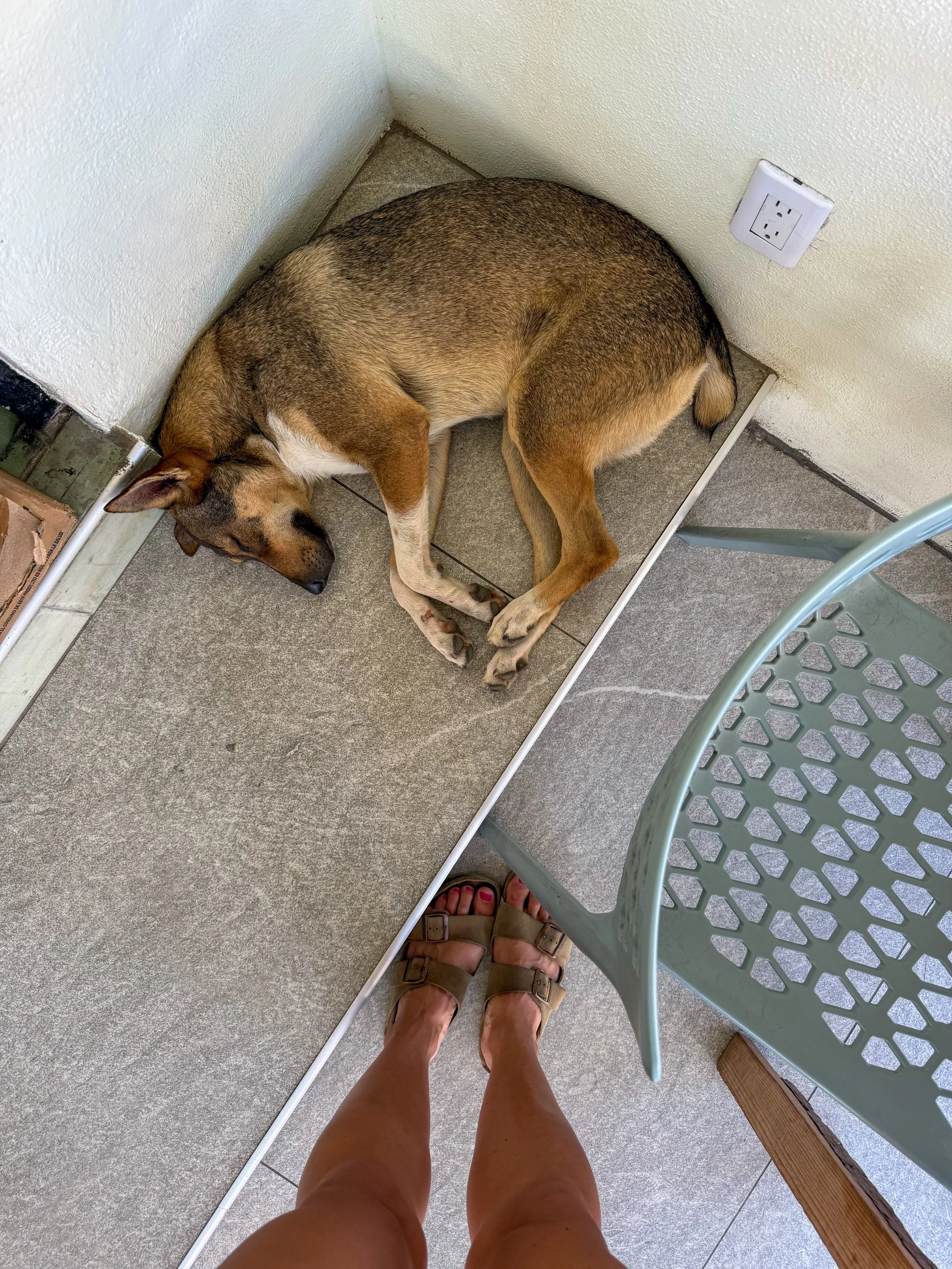 12.28.25 // Pet Dogs