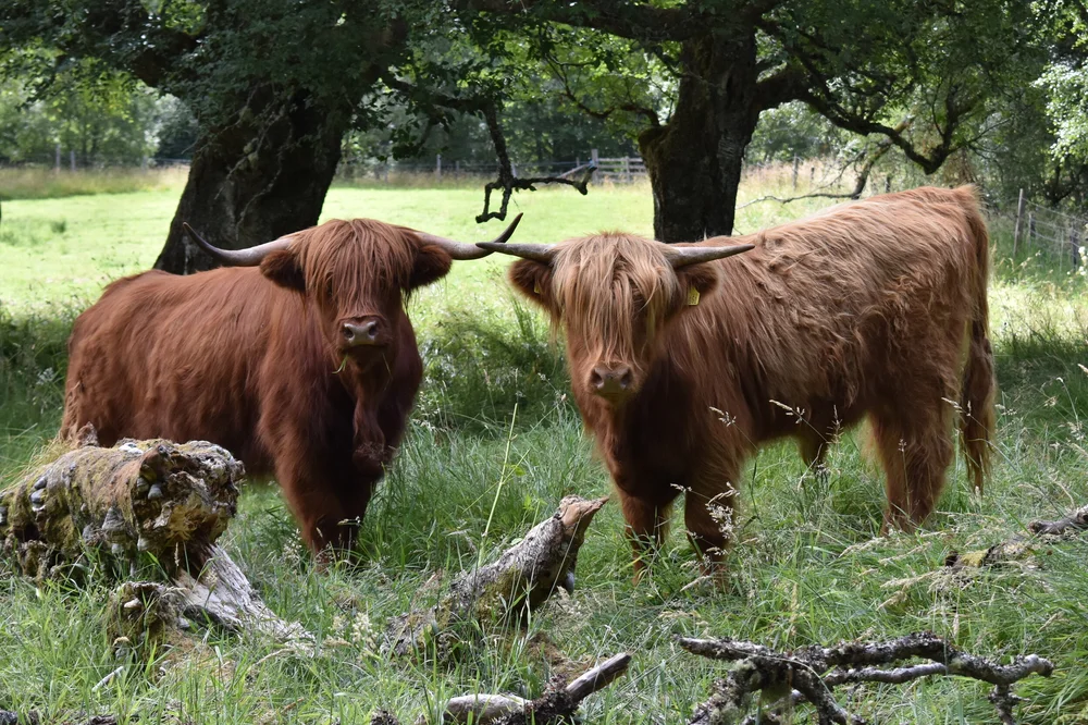 Our Highland Cattle Sycamore Valley Farms