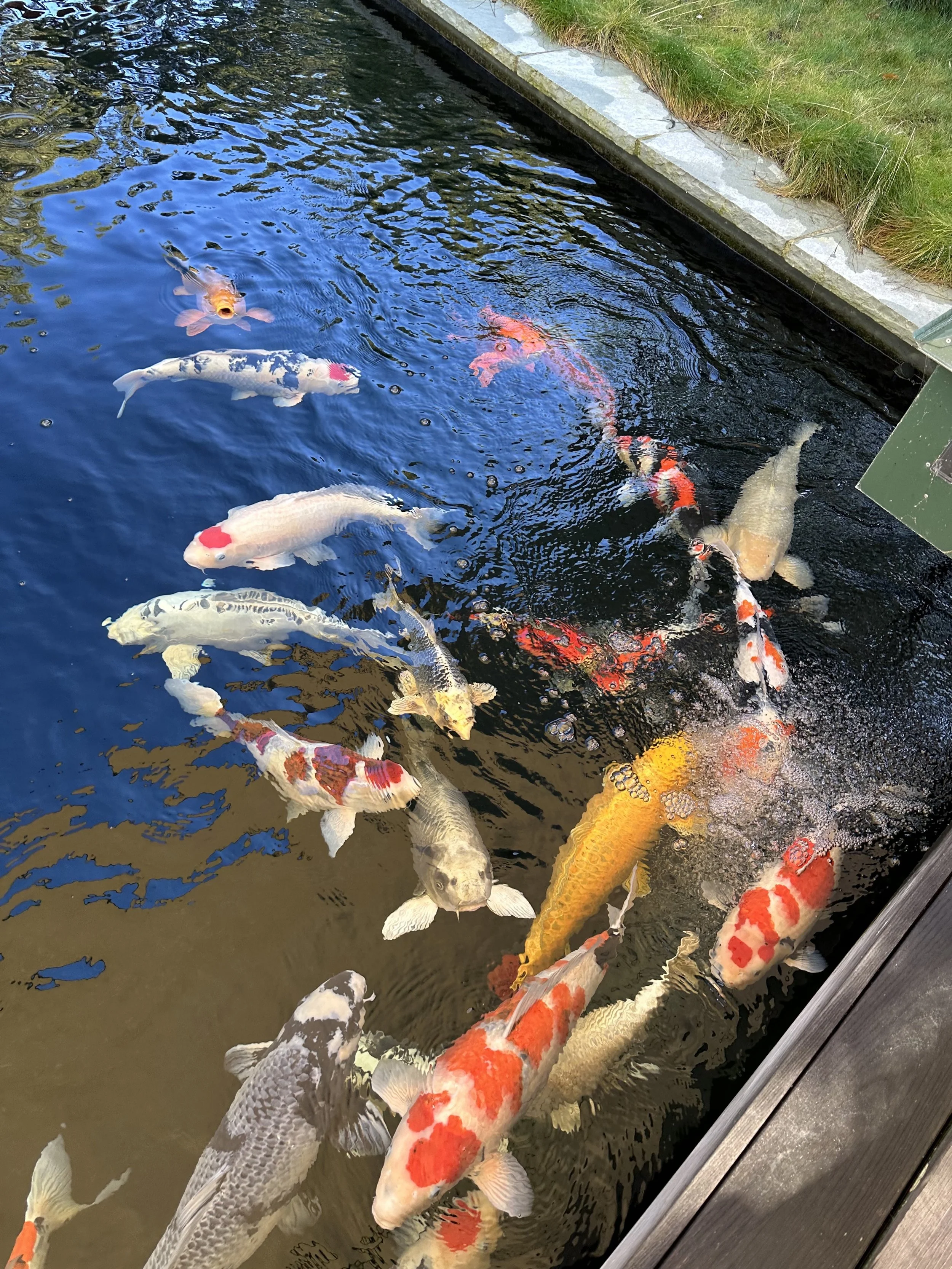 Colorful koi fish swimming in a pond with dark water, surrounded by a grassy bank and a stone edge.