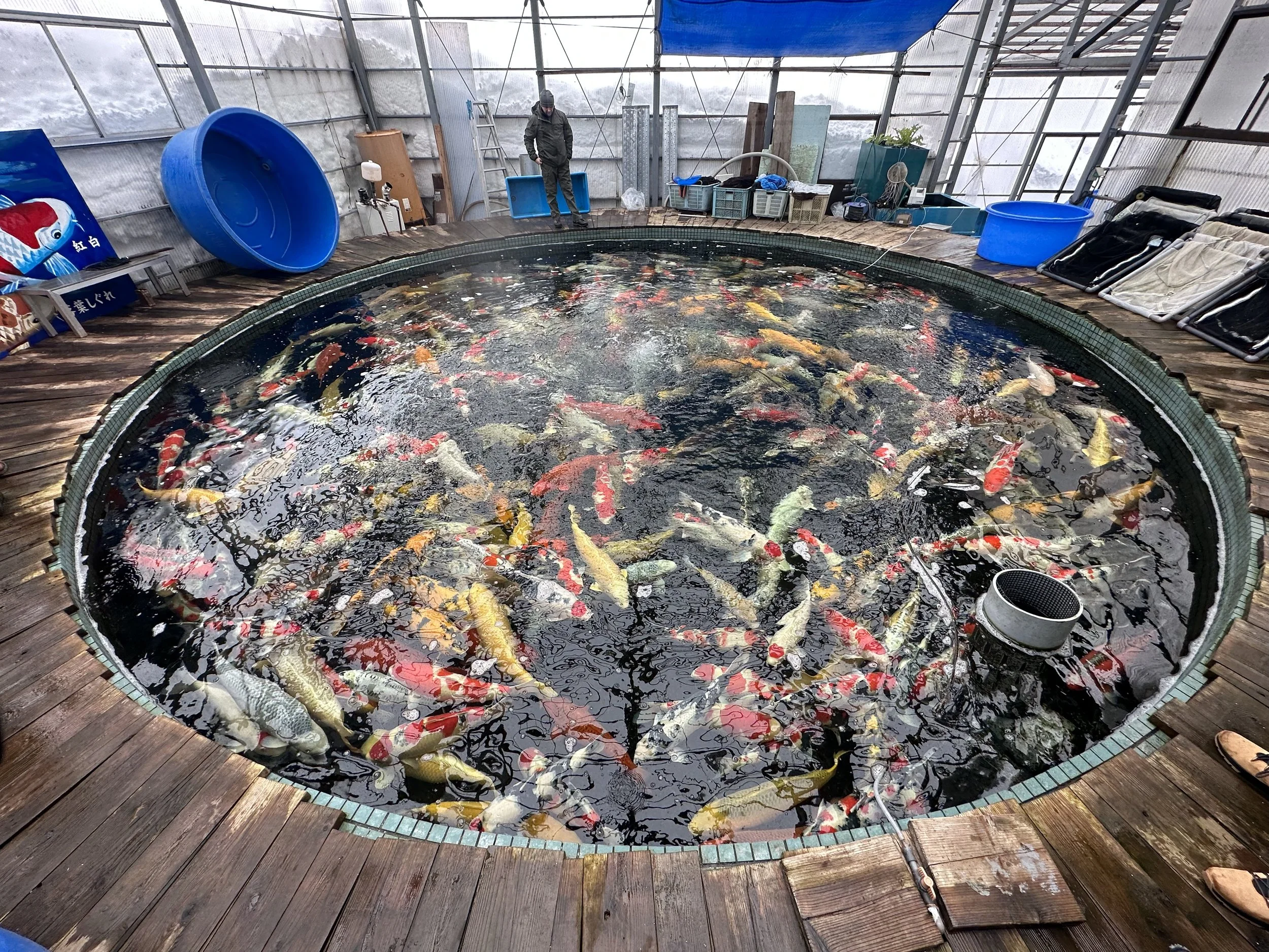 Bay Area Koi Ponds