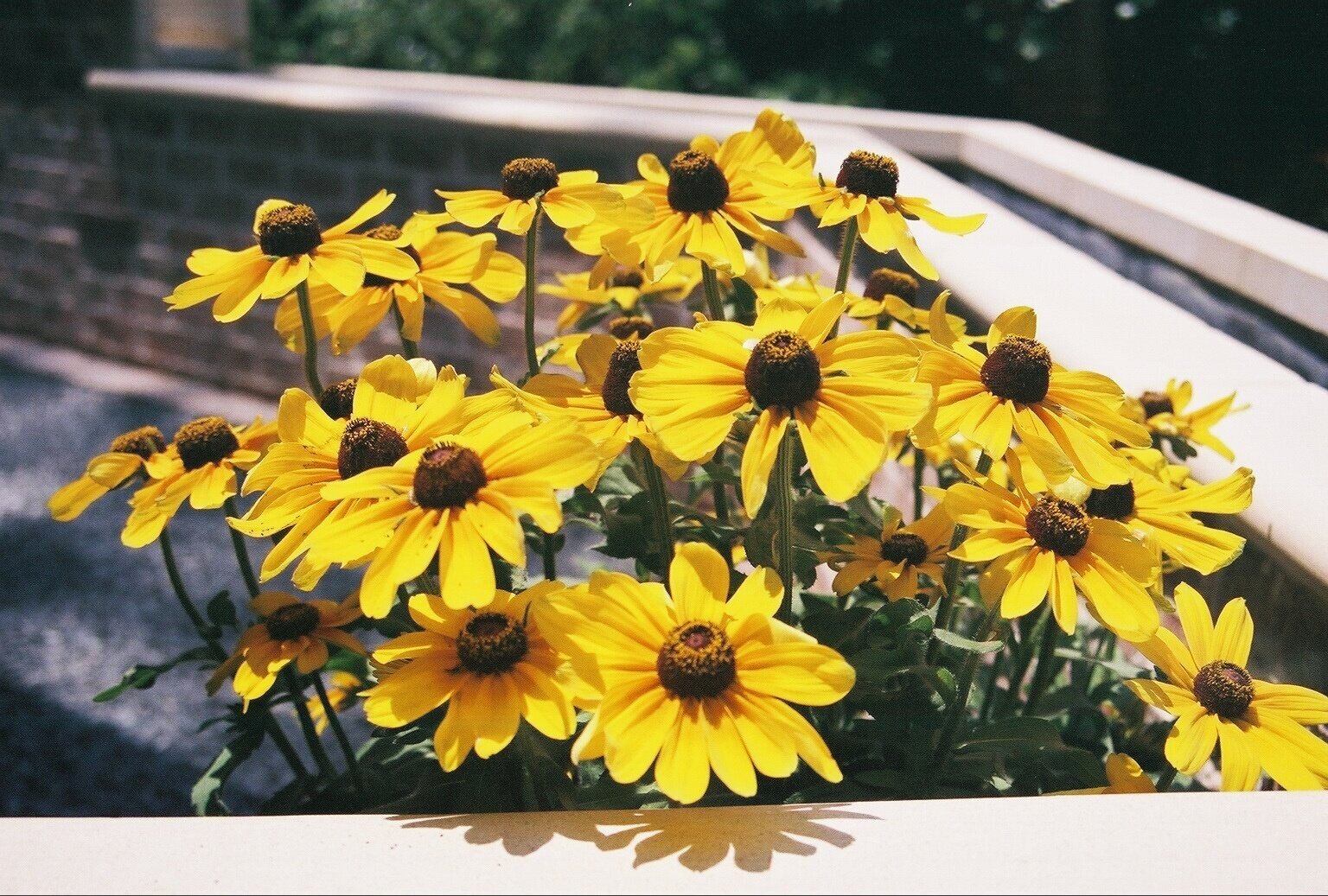 Black+Eyed+Susans.jpg