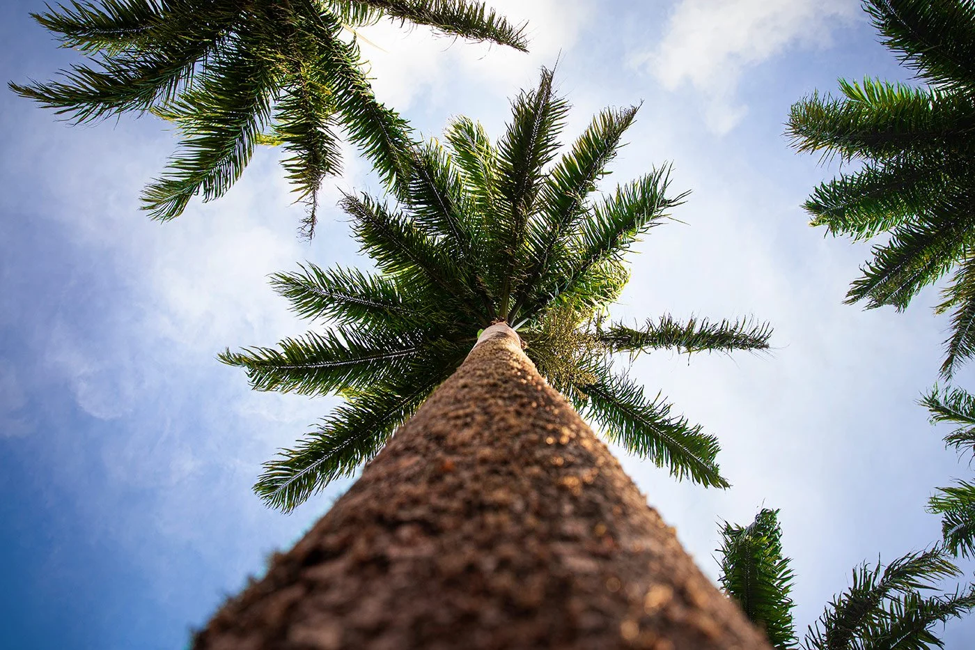 hawaii_island_retreat_palm_trees.jpeg