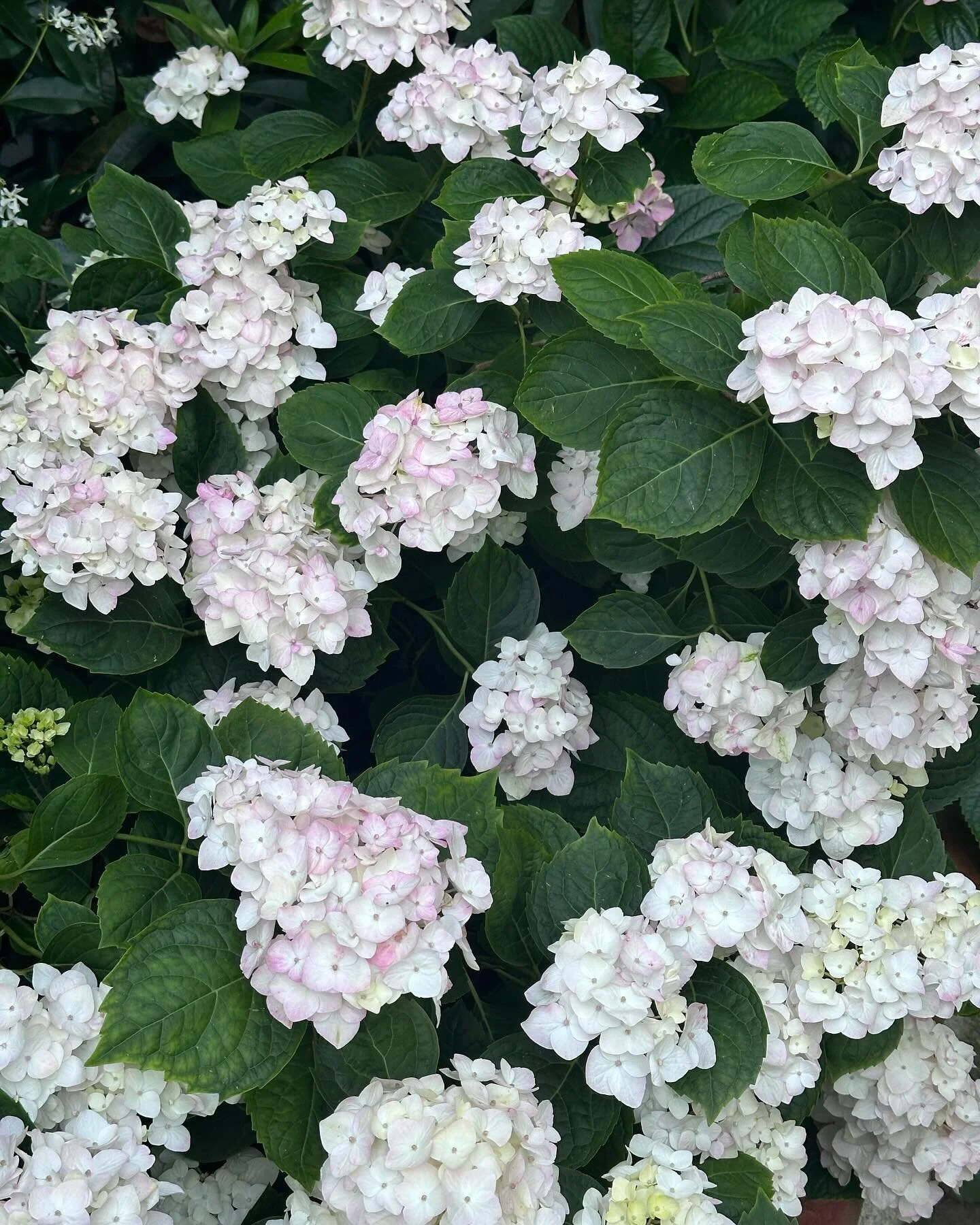 Hydrangea season