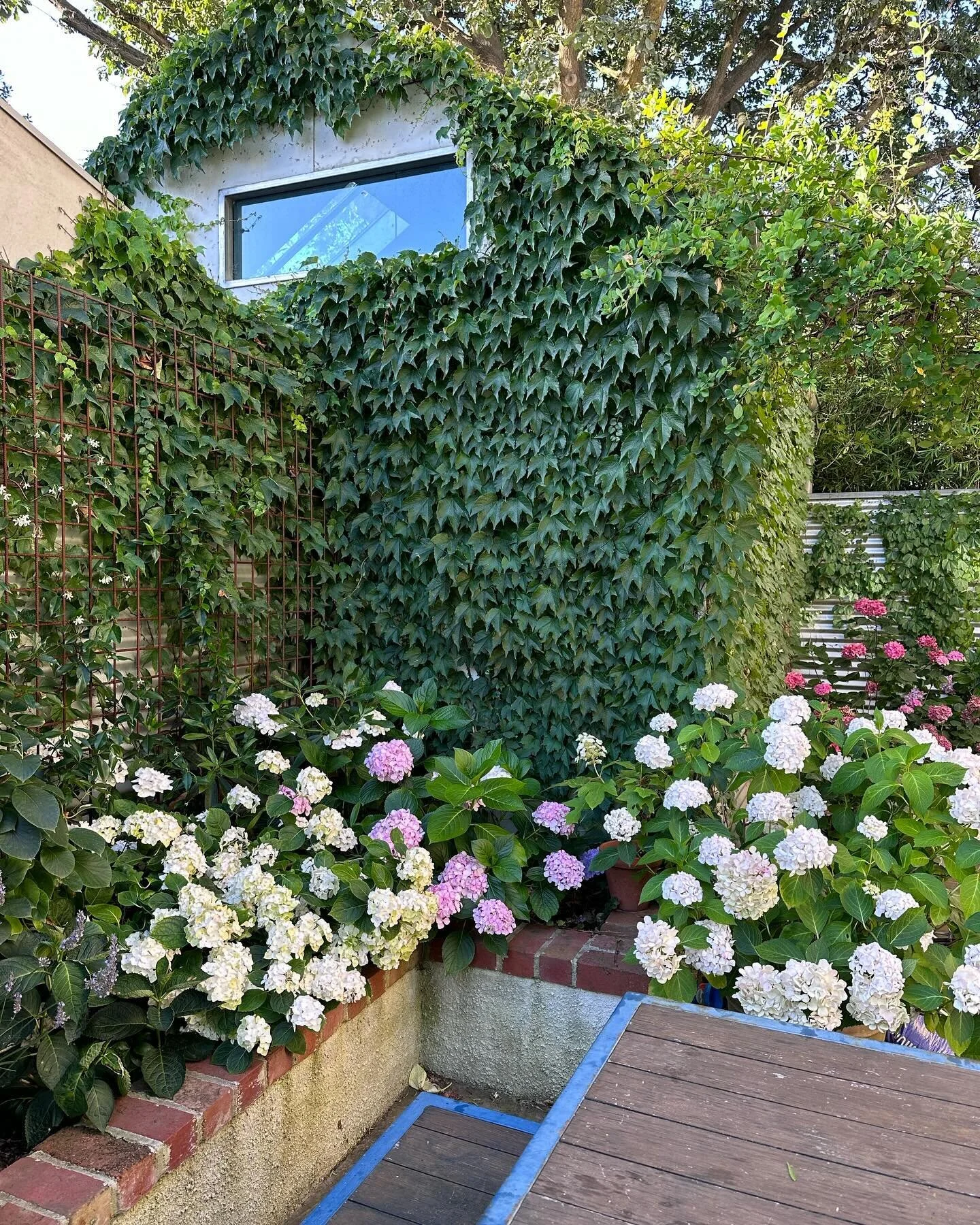 A few lovely ladies 🌸🌸🌸