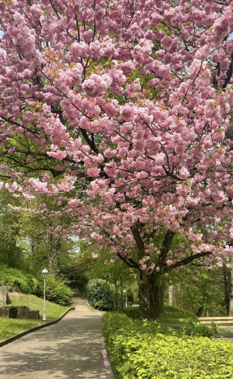 Cherry Blossom Mini Session