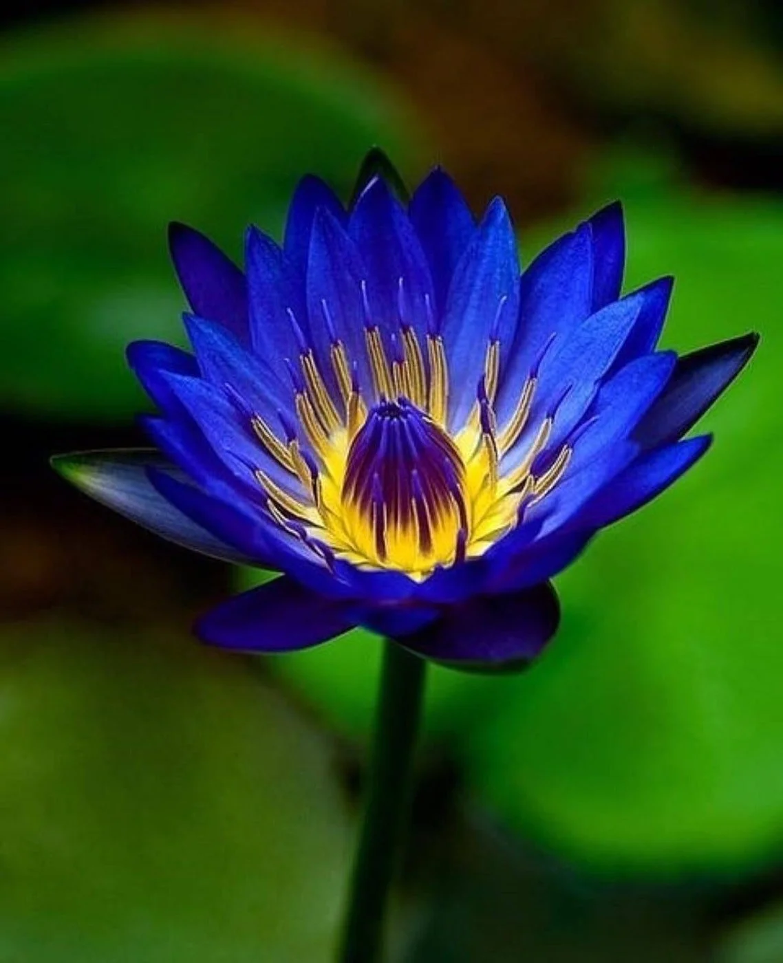 Pranic Healing Level 1    