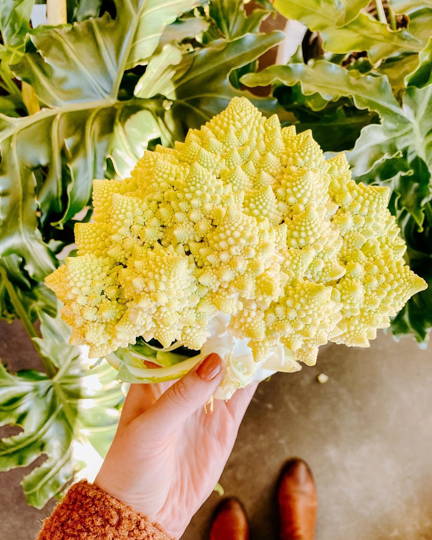 Romanesco is an example of nature&rsquo;s beauty speaking the language of math. A true example of The Golden Ratio in the wild. It is  delicious too, so don&rsquo;t sleep on this golden opportunity! 
You can cook this just like cauliflower. Try steam