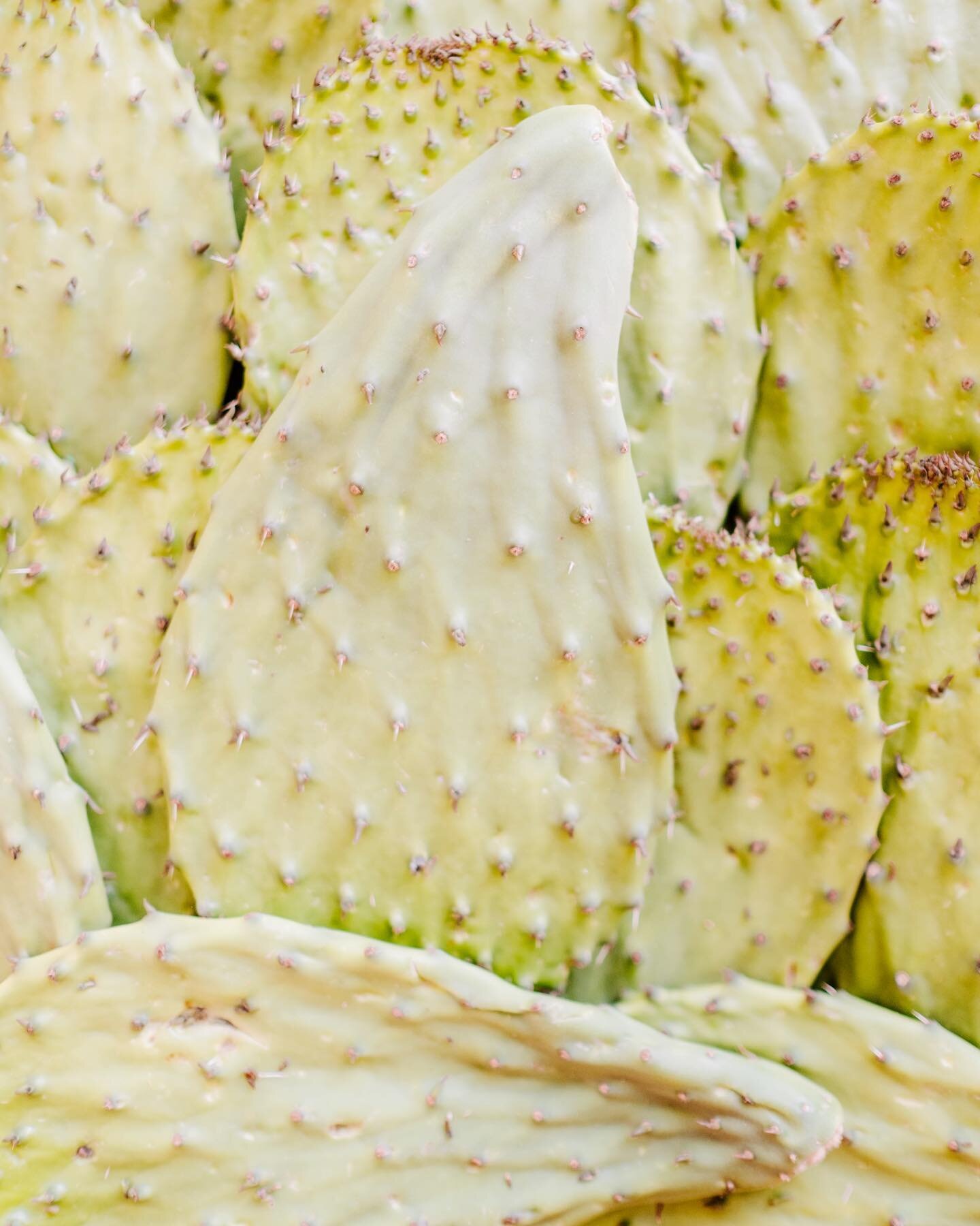 What to do with a cactus leaf🌵Scrape off the spines and peel back the skin to reveal the fleshy meat. Add to your vegetable medley, fruit salads, omelettes and a great thickener for soups. This cactus has many benefits including anti-inflammatory ac
