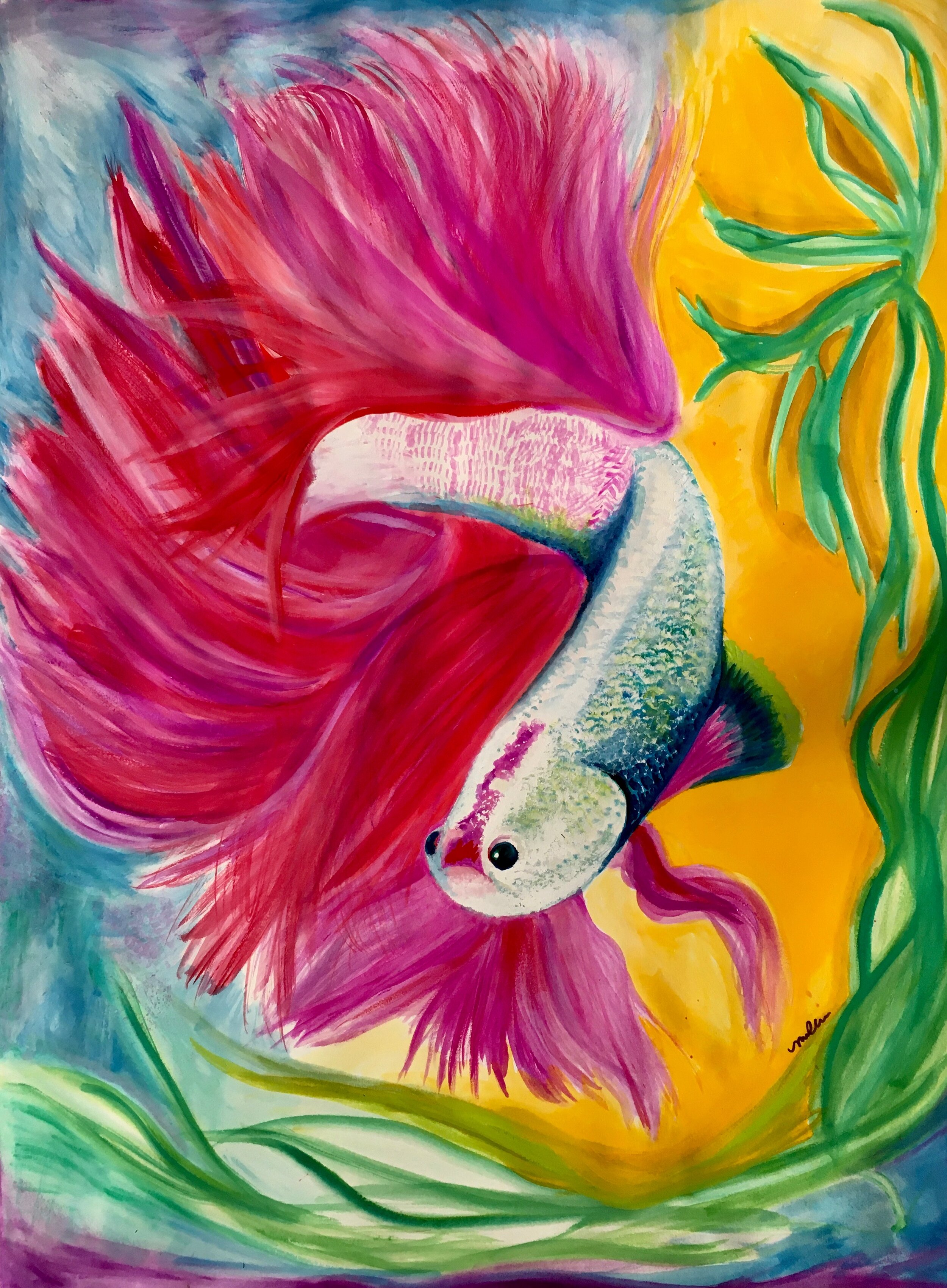 Magenta Betta Fish