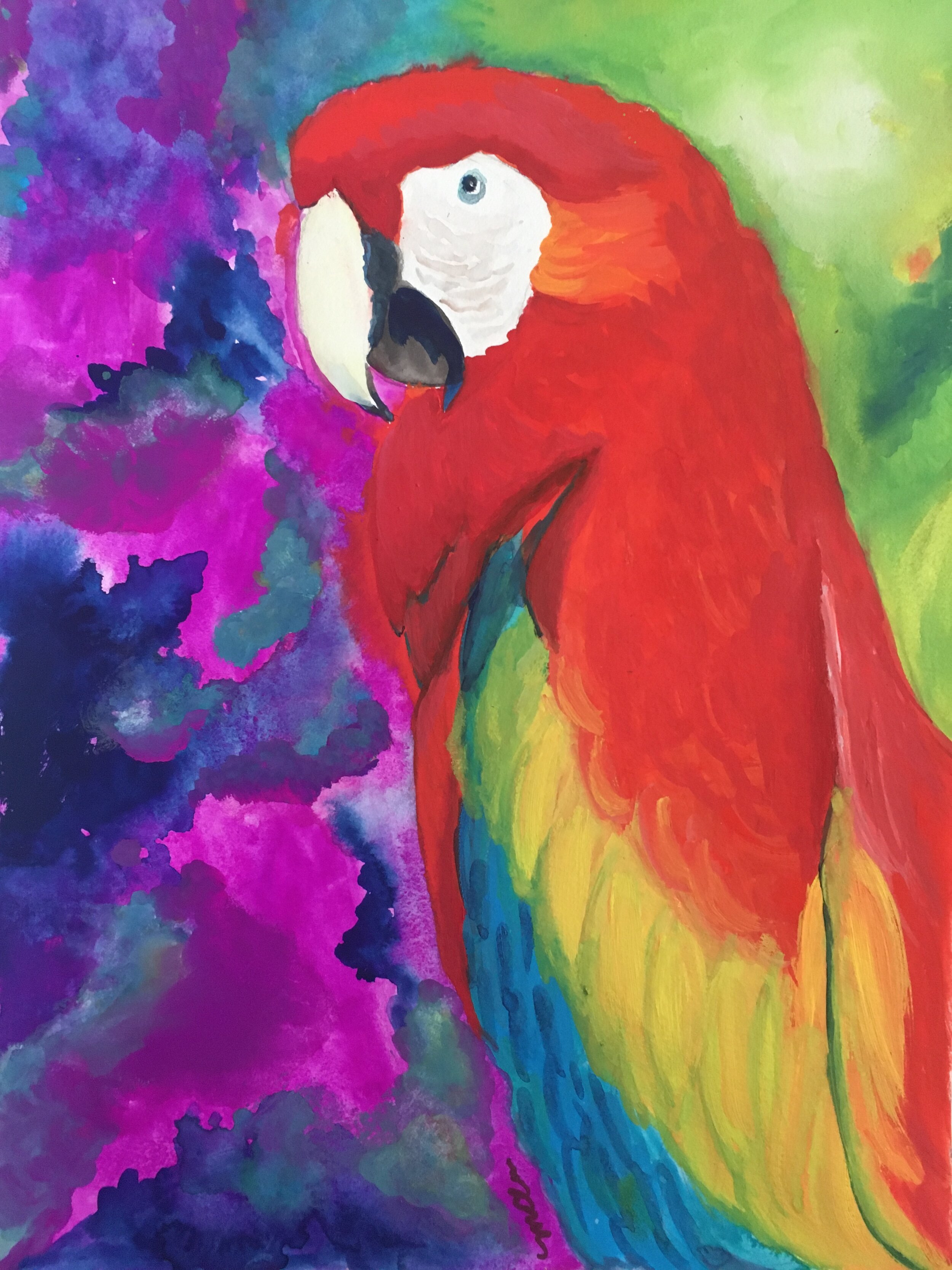 Scarlet Macaw