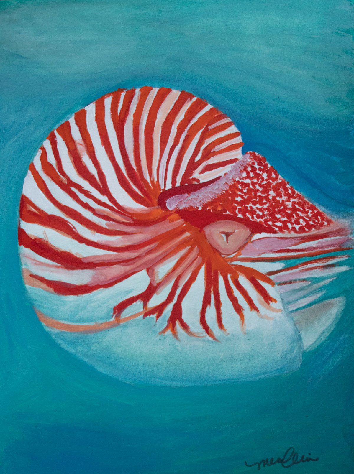 Nautilus