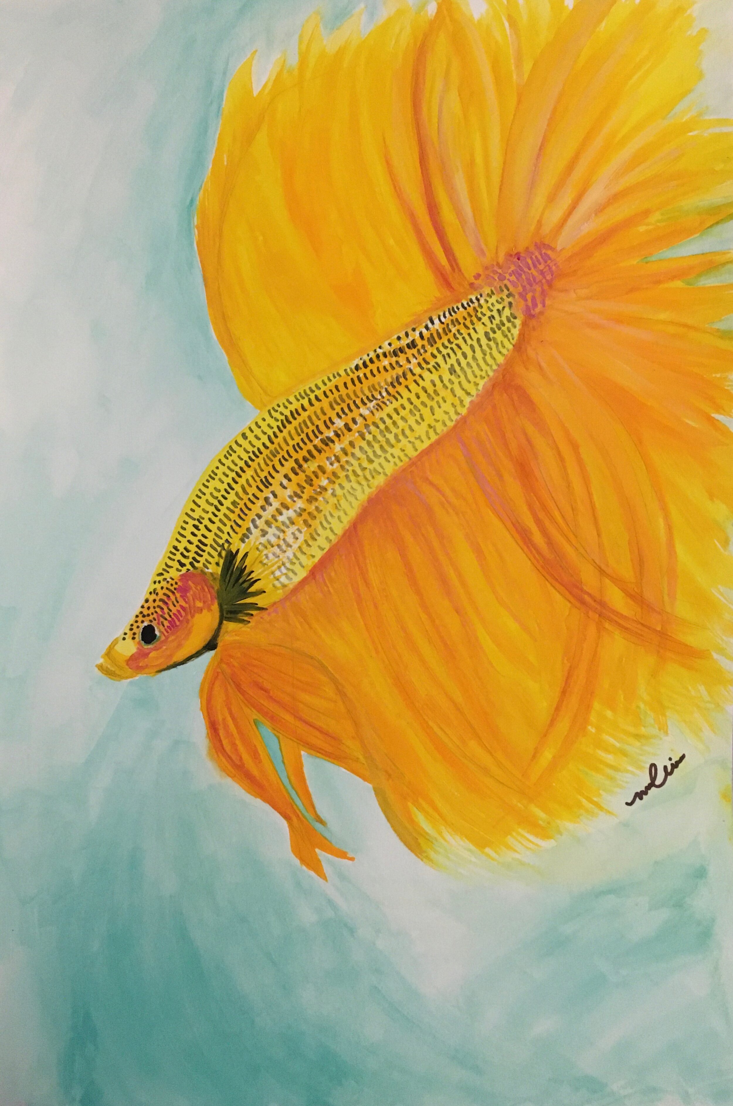 Yellow Betta Fish