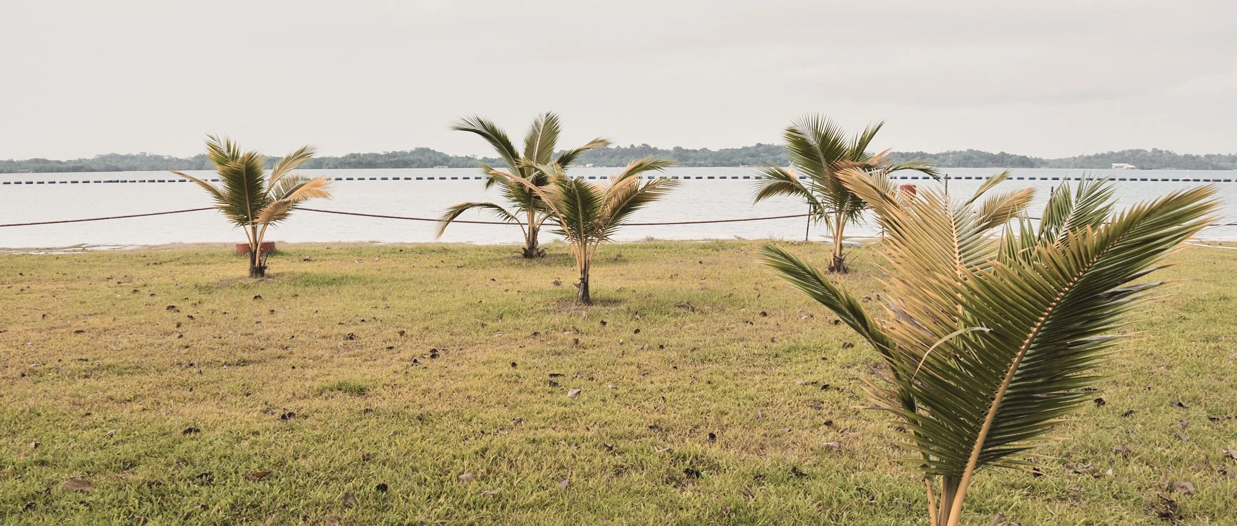 PB010235- JPEG 2500px for Squarespace -Antiquated.jpg