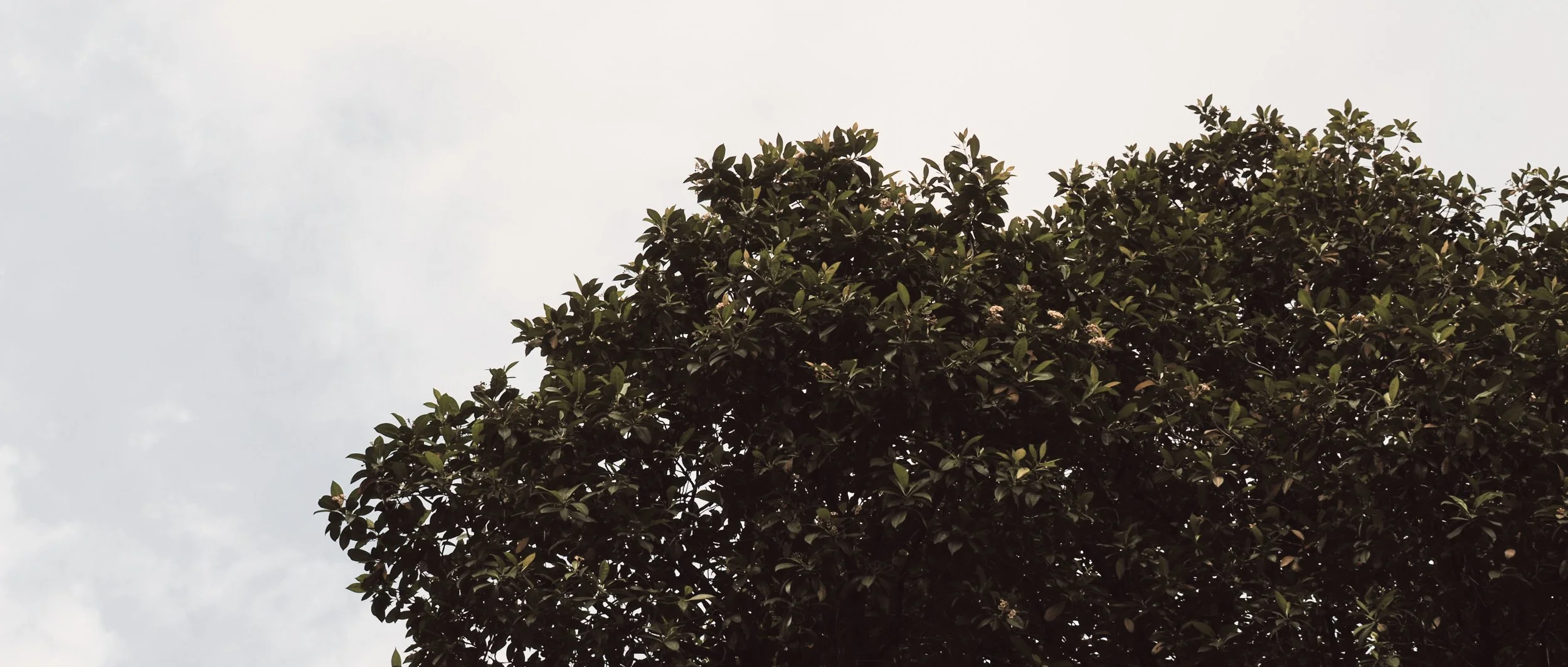 PB010229- JPEG 2500px for Squarespace -Antiquated.jpg